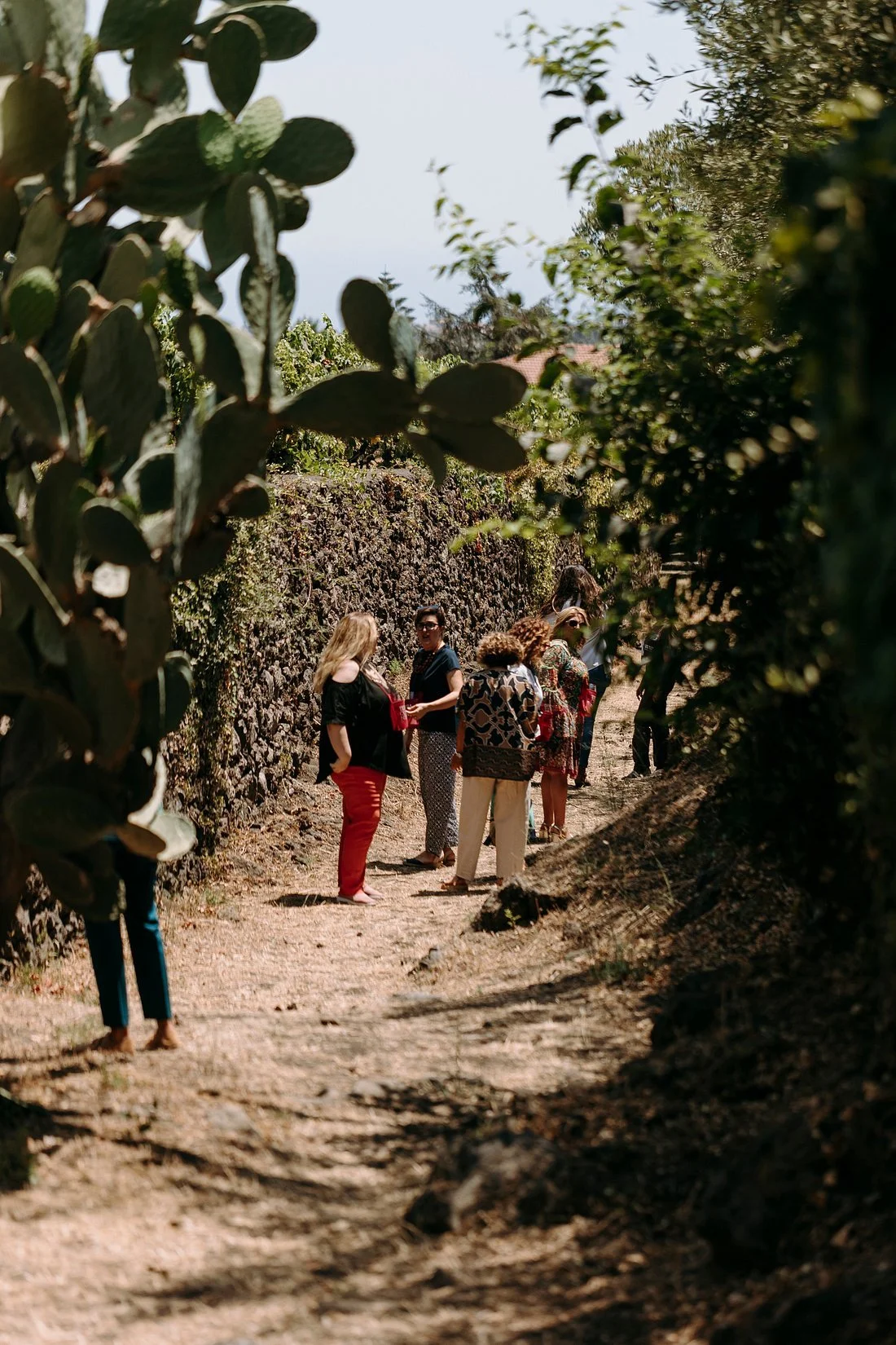 Terra costantino winery