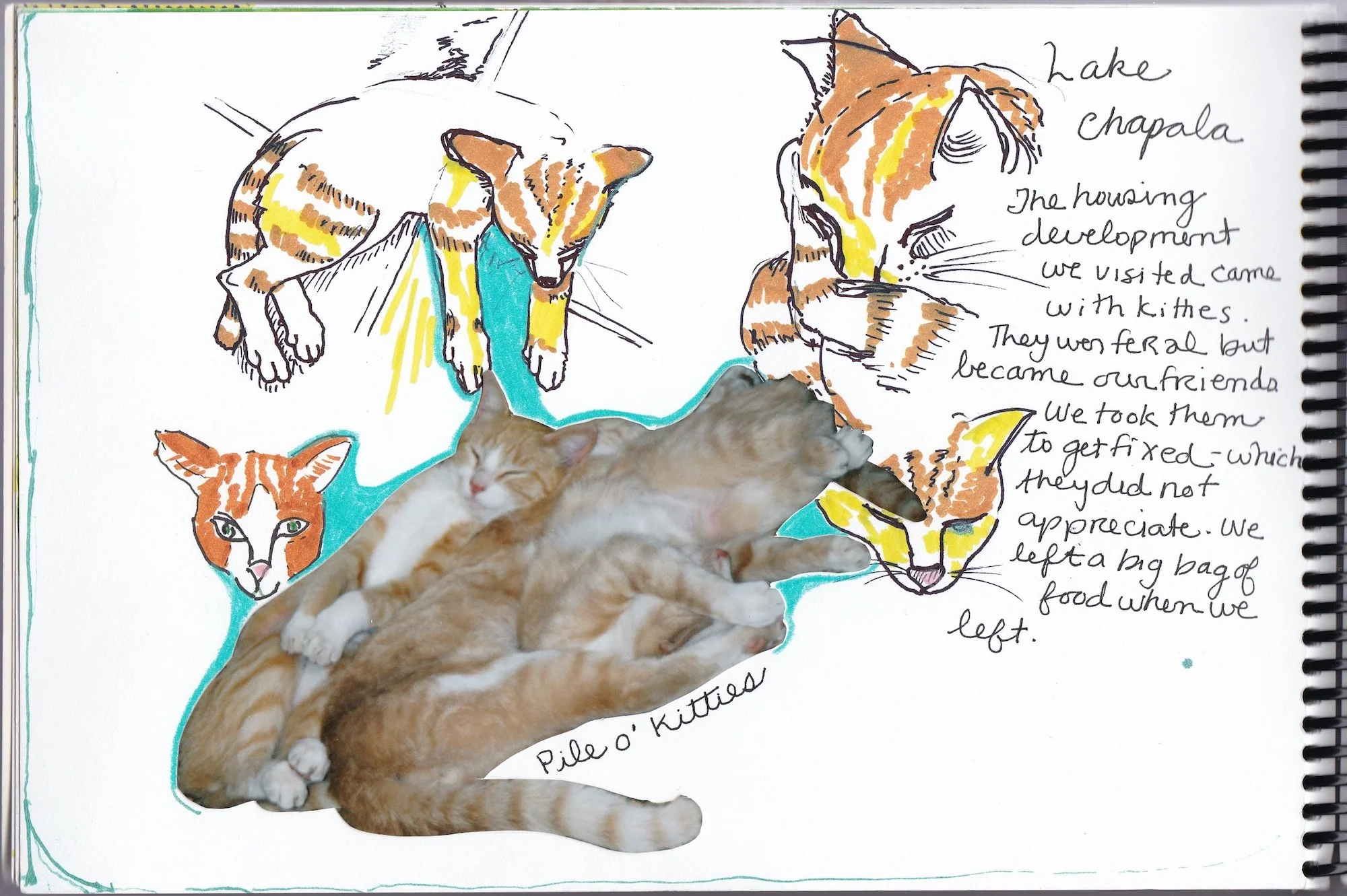 PileOKitties1Resized.jpeg