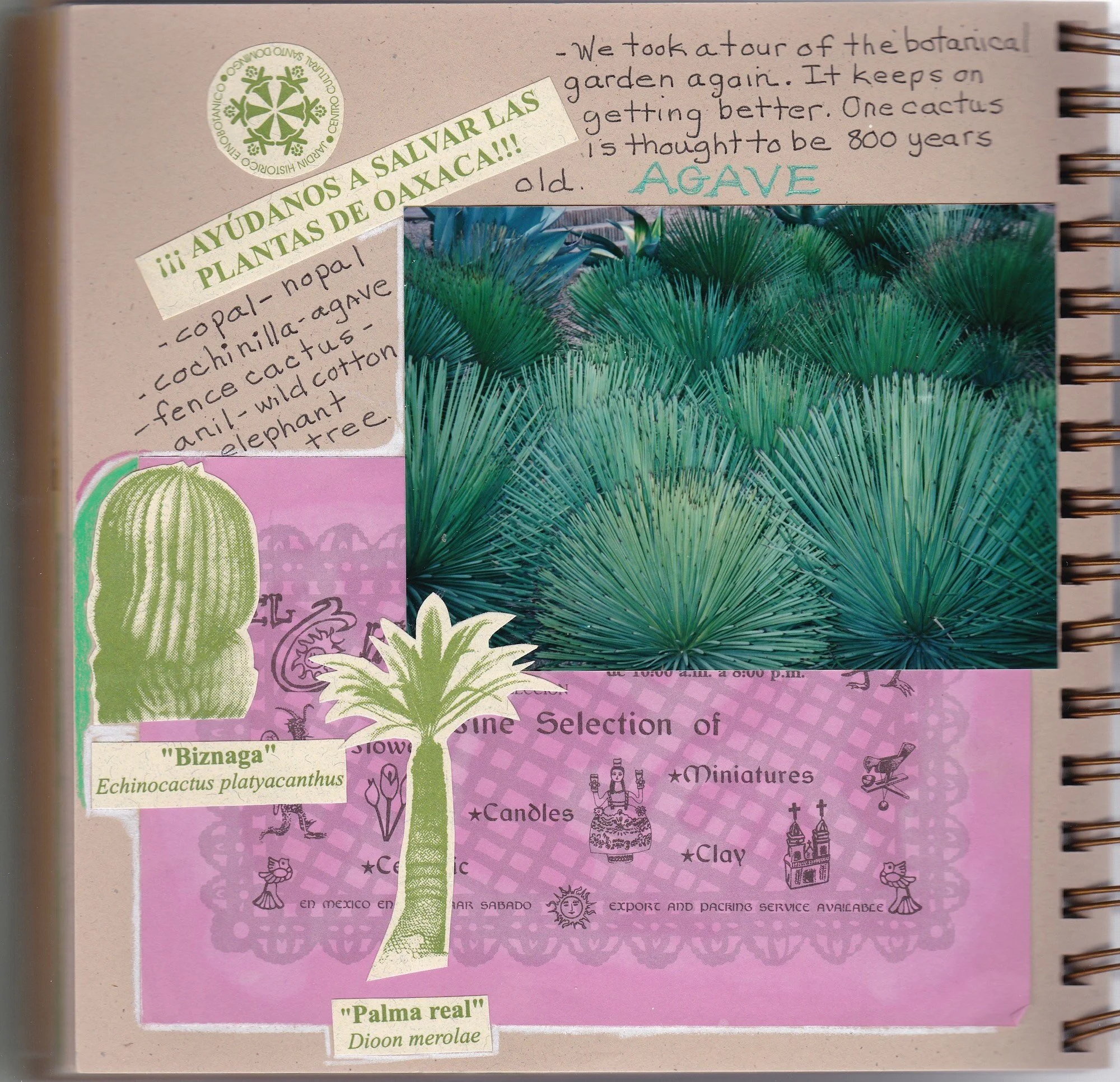 Ethnobotanical Garden of Oaxaca