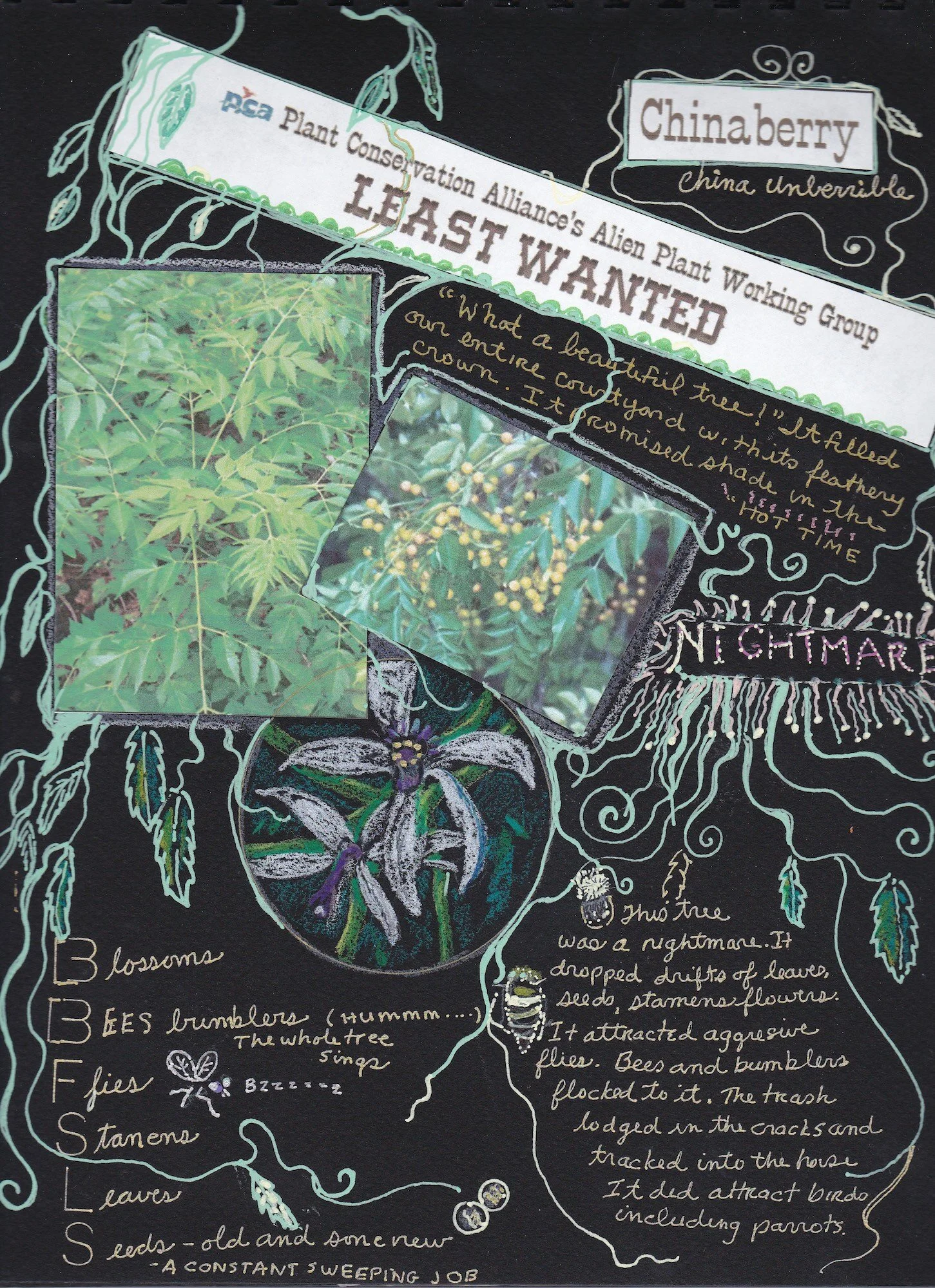 Invasive Chinaberry tree