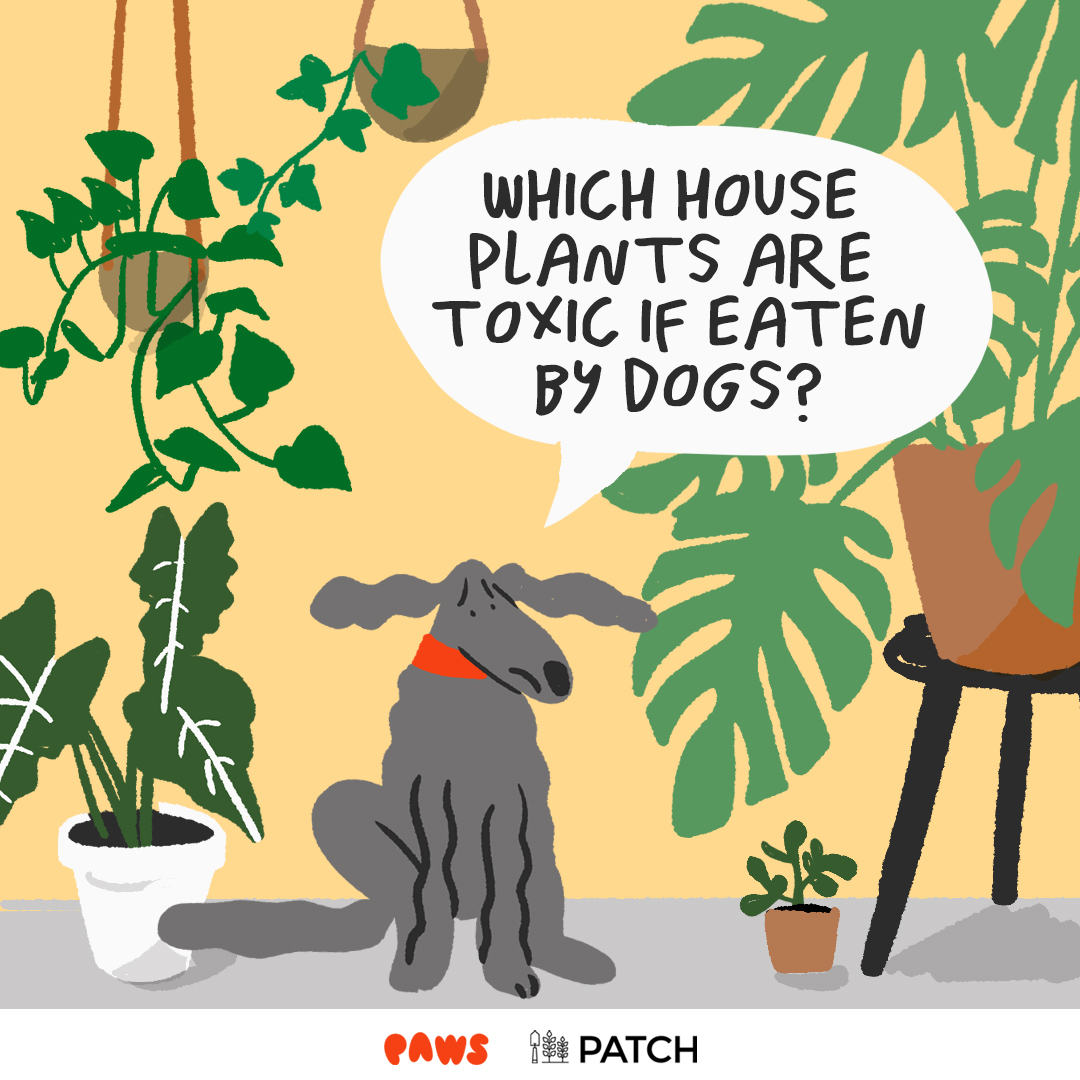 TOXIC_HOUSEPLANTS_PATCH_square01.jpg