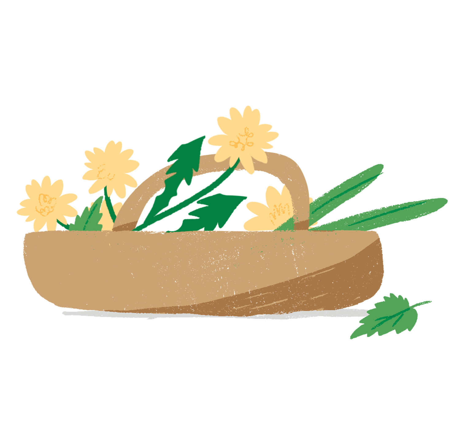 hornbeam02.gif