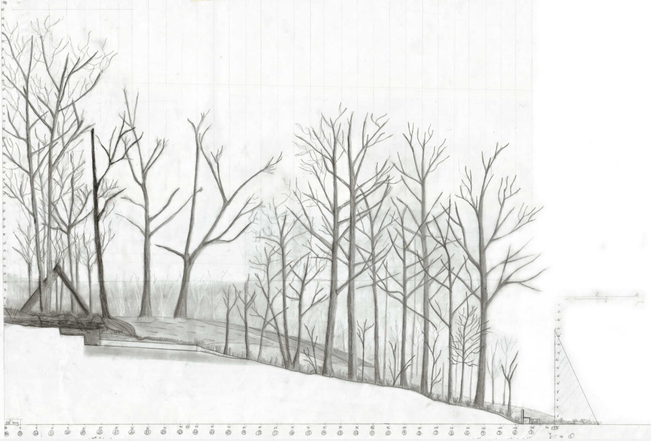 tree transect- finger lakes forest