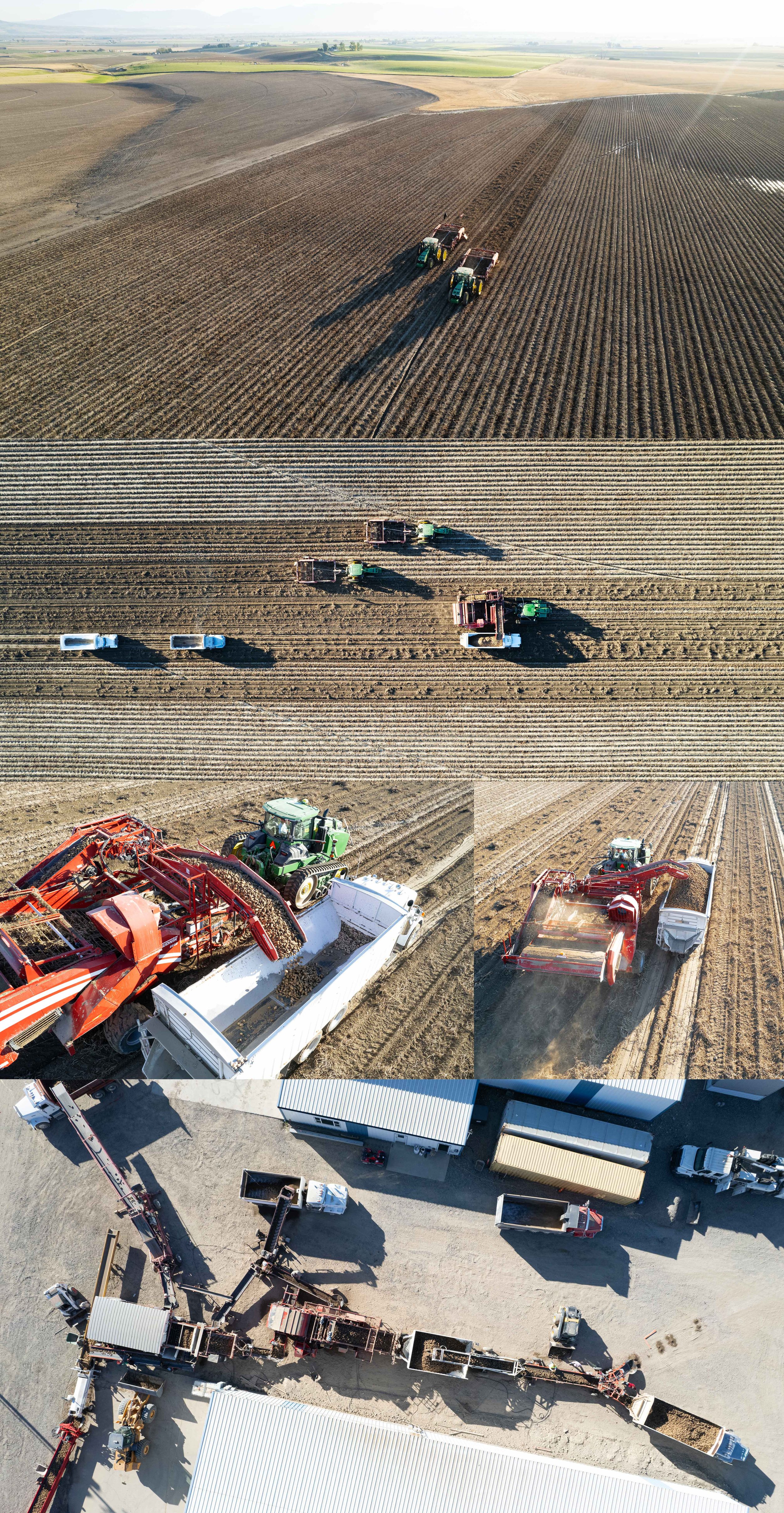 POTATO HARVEST, DROGE FARMS INC. MANHATTEN - MONTANA