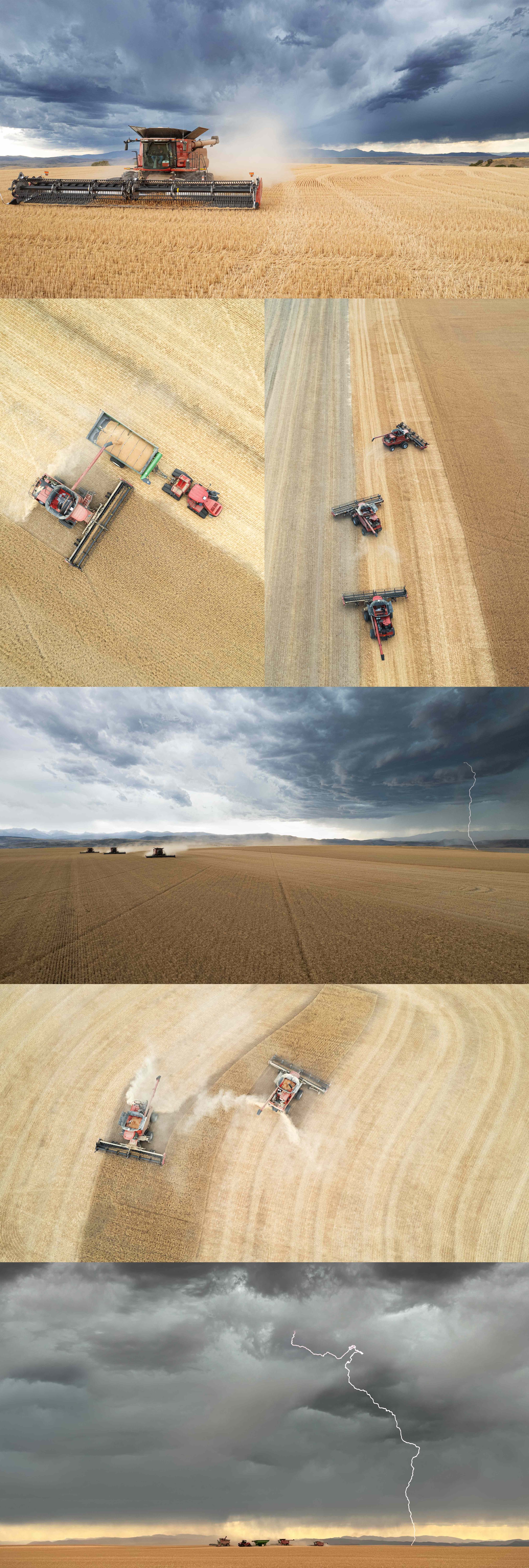 WHEAT HARVEST, DROGE FARMS INC. MANHATTEN - MONTANA