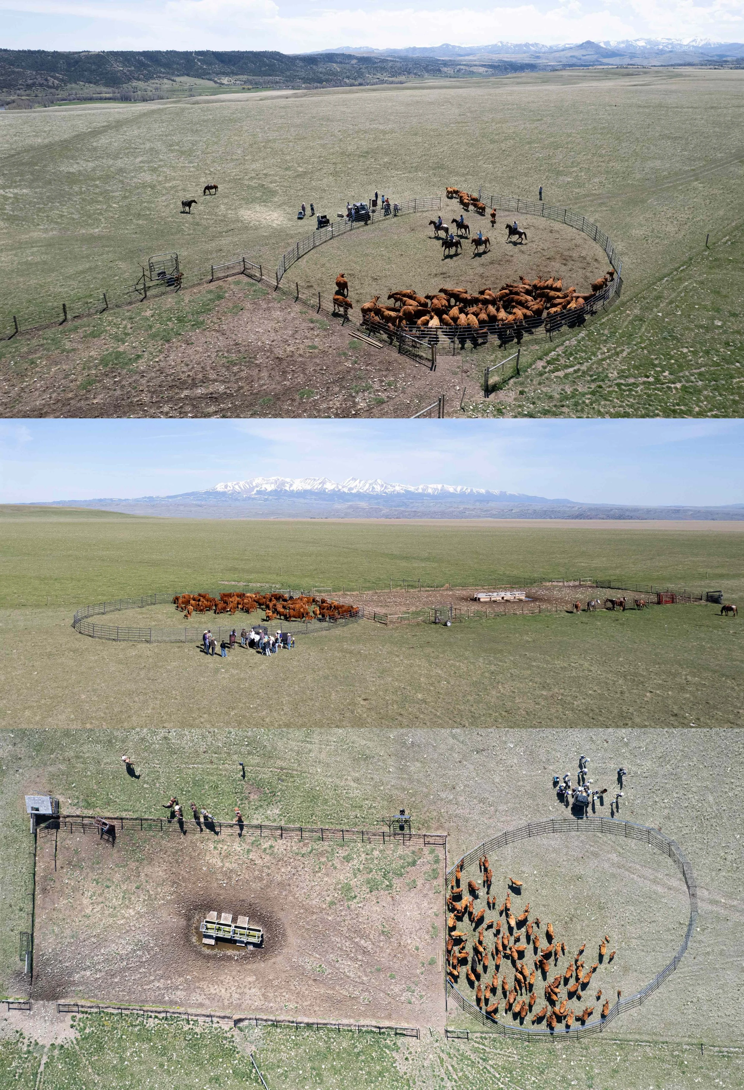  BRANDING - BIG TIMBER, MONTANA 