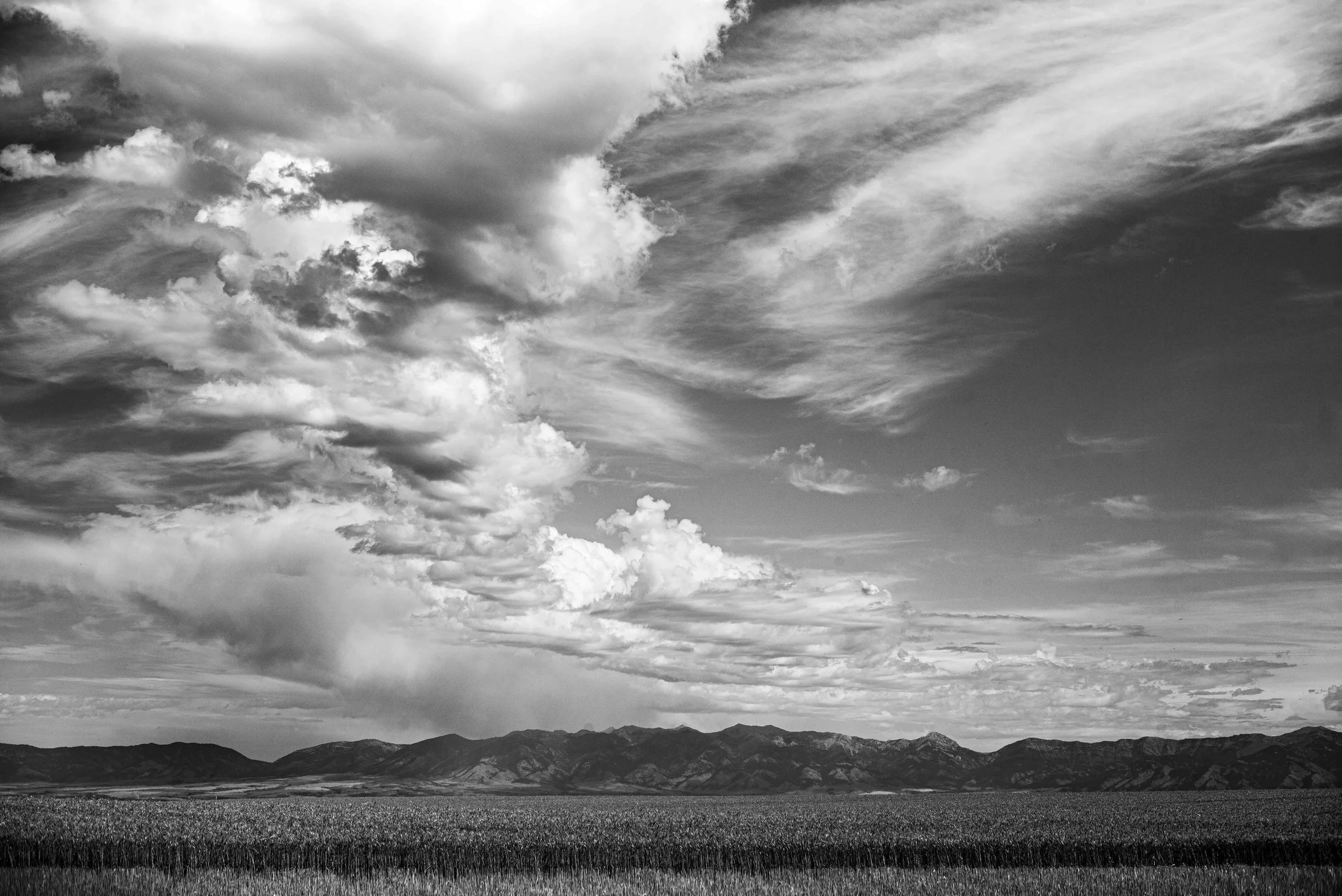  WHEAT FIELD - MANHATTEN, MONTANA 