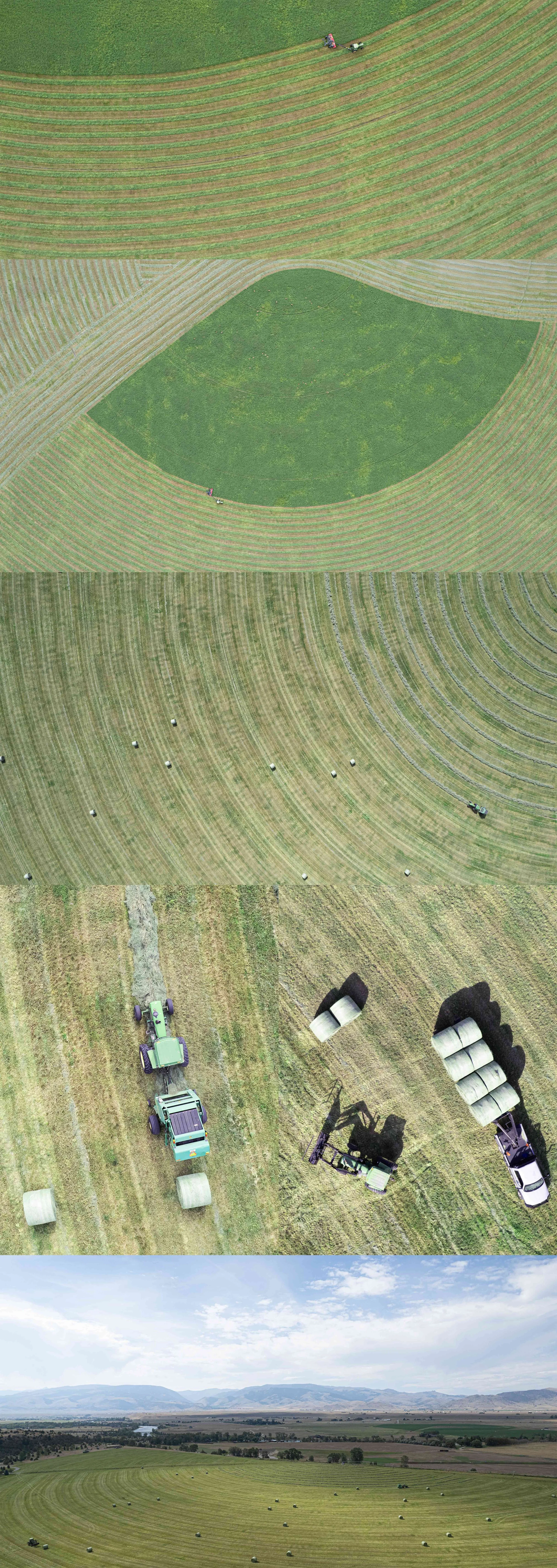  ALFALFA CUTTING - MONTANA 