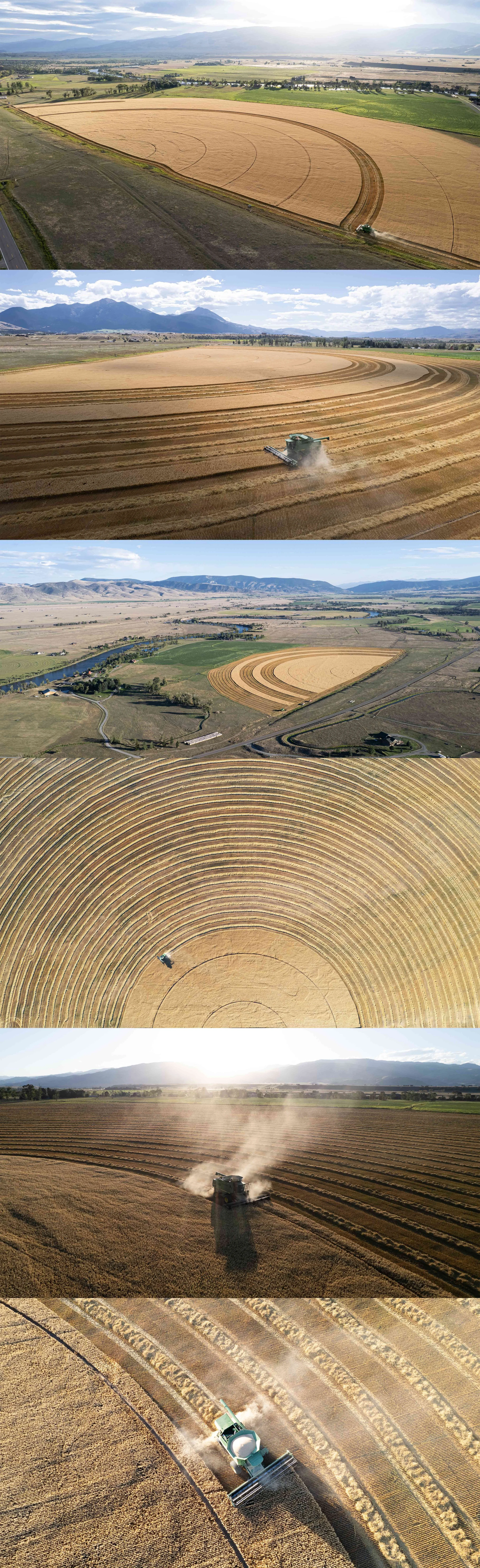  OATMEAL HARVEST AT THE YOUNG RANCH - MONTANA 