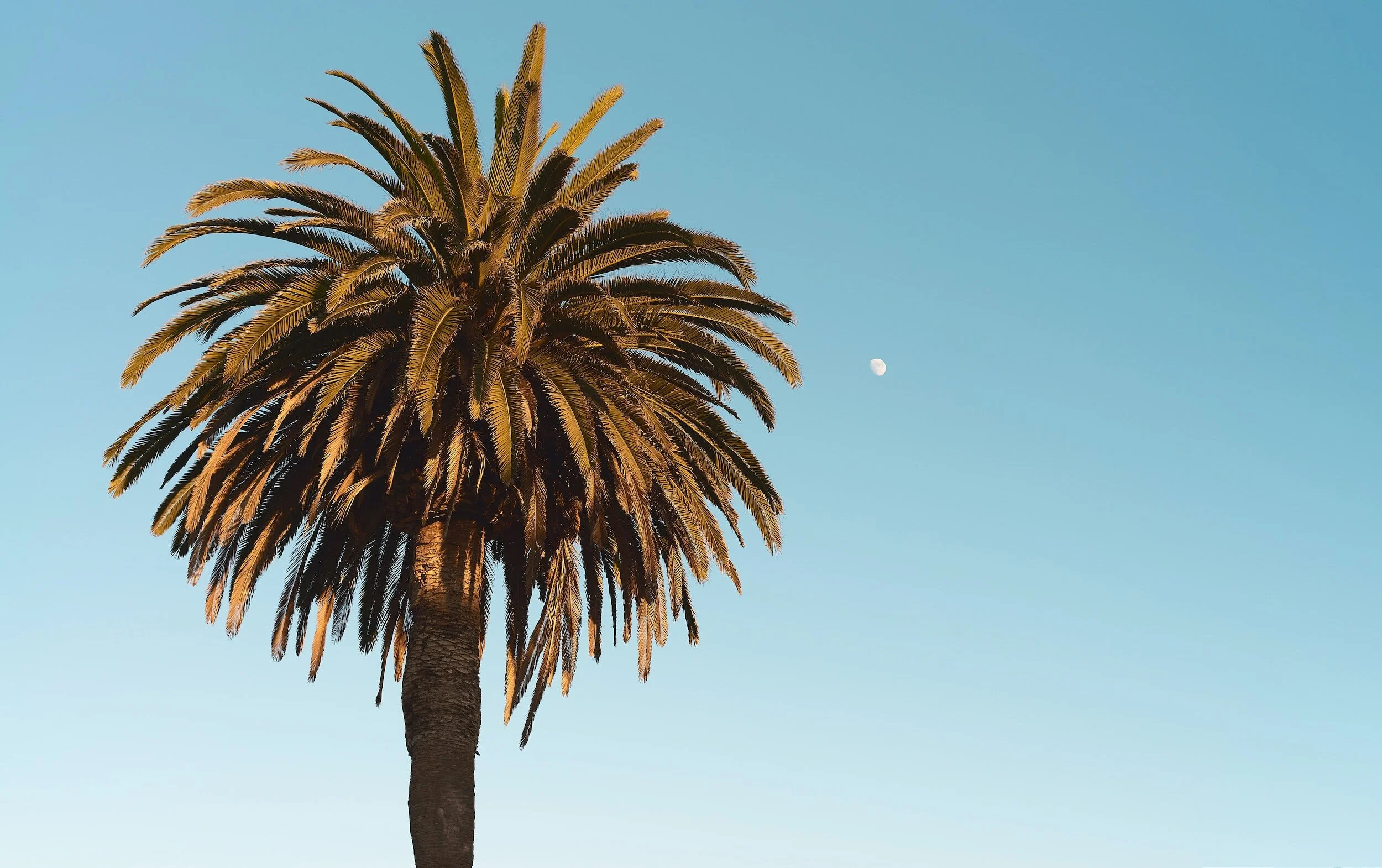 Full-Service Tree Business - Stumps, Pruning and Removal