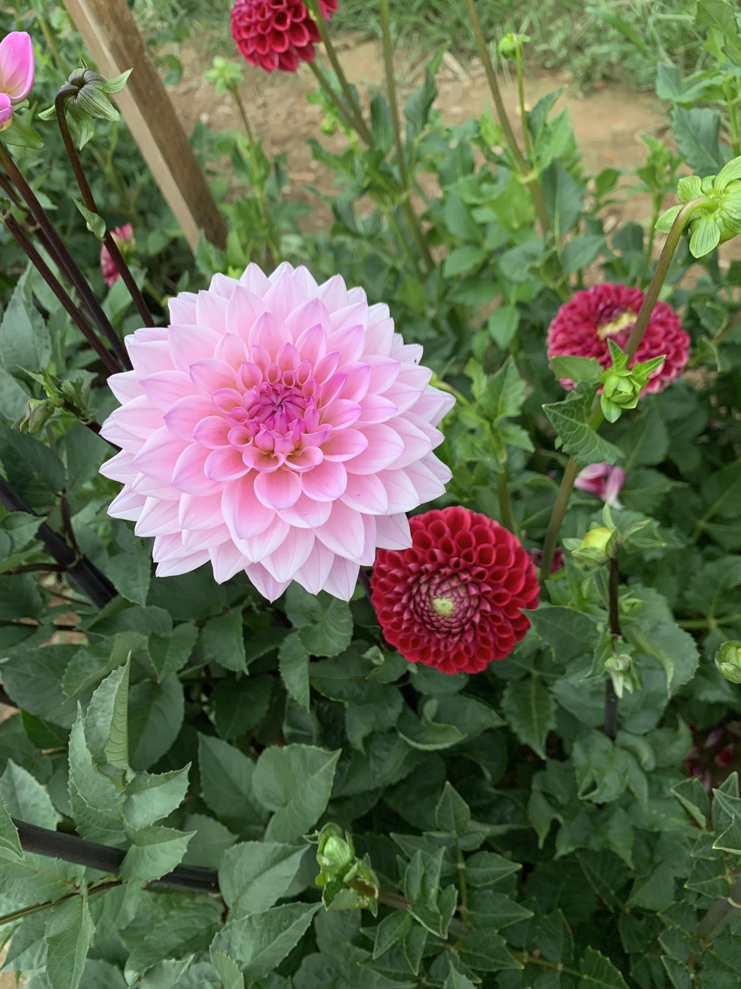 IMG_2530.jpeg