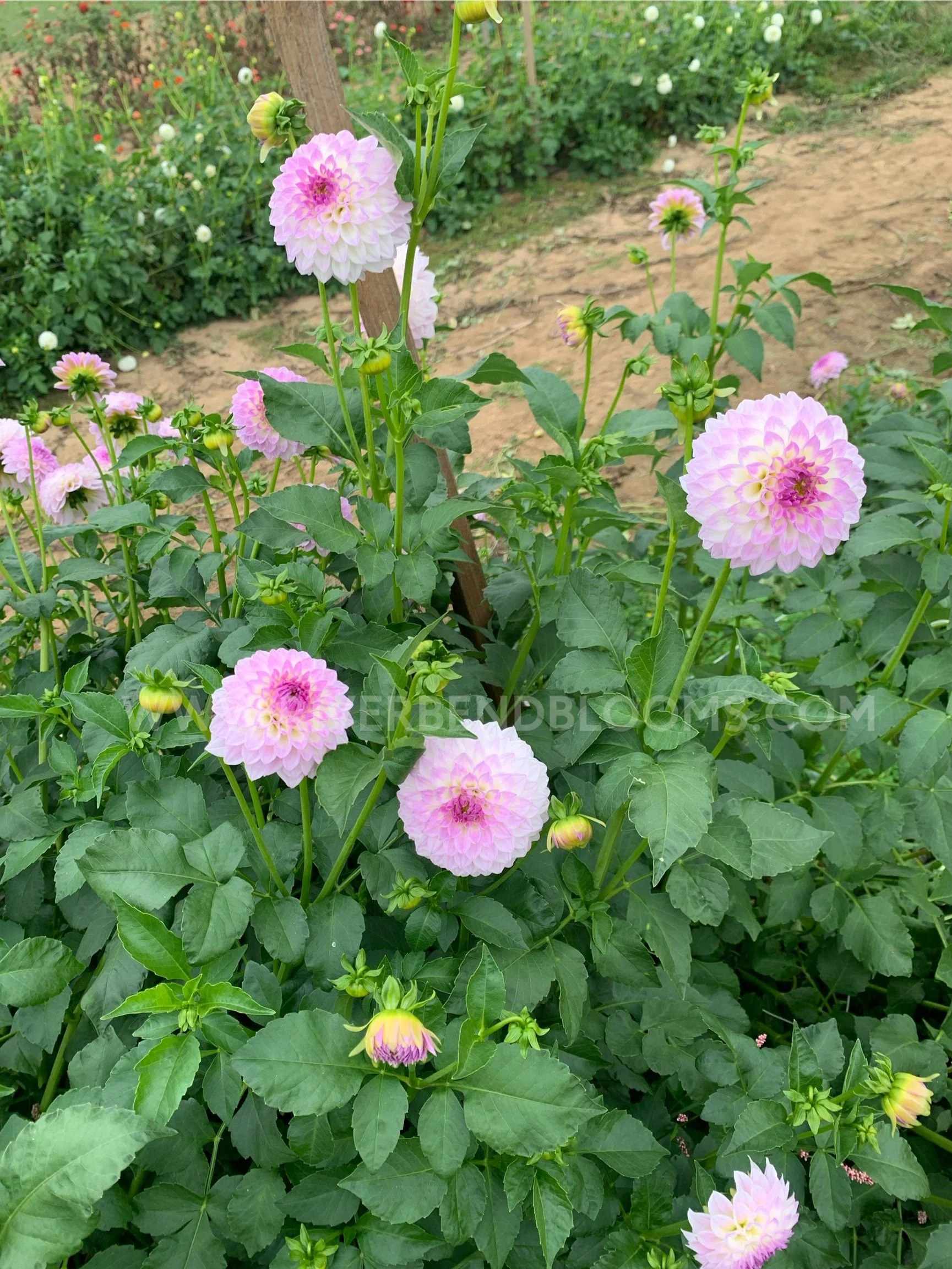 IMG_2116_Original.jpeg