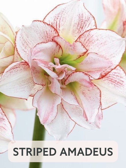 Striped Amadeus.jpg