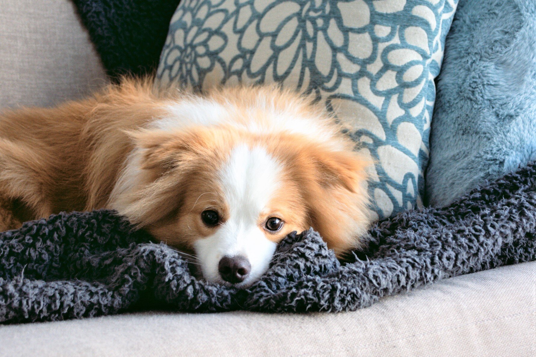 Family lifestyle and pet photography.jpg