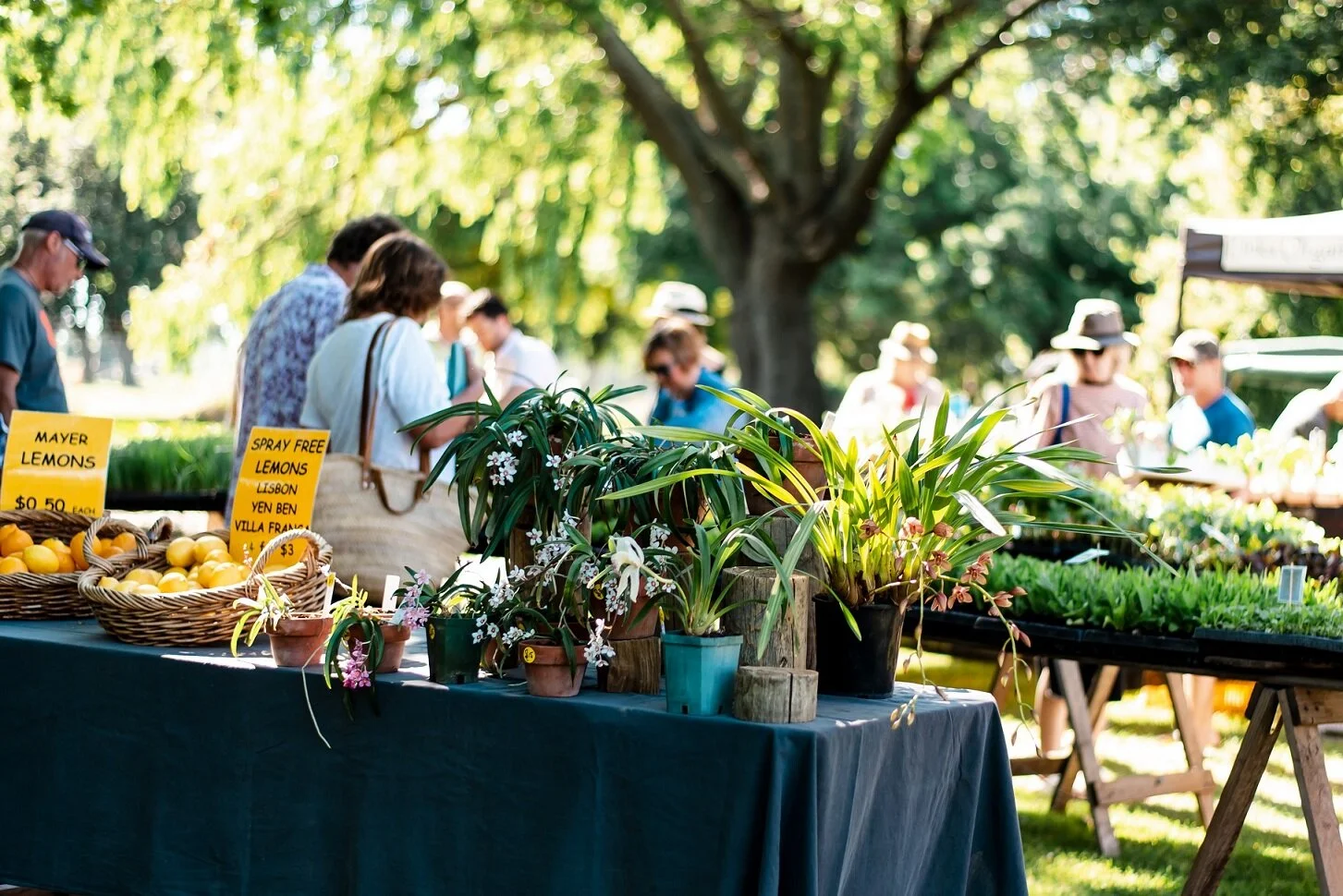 Hawkes Bay Farmers Market (13).jpg