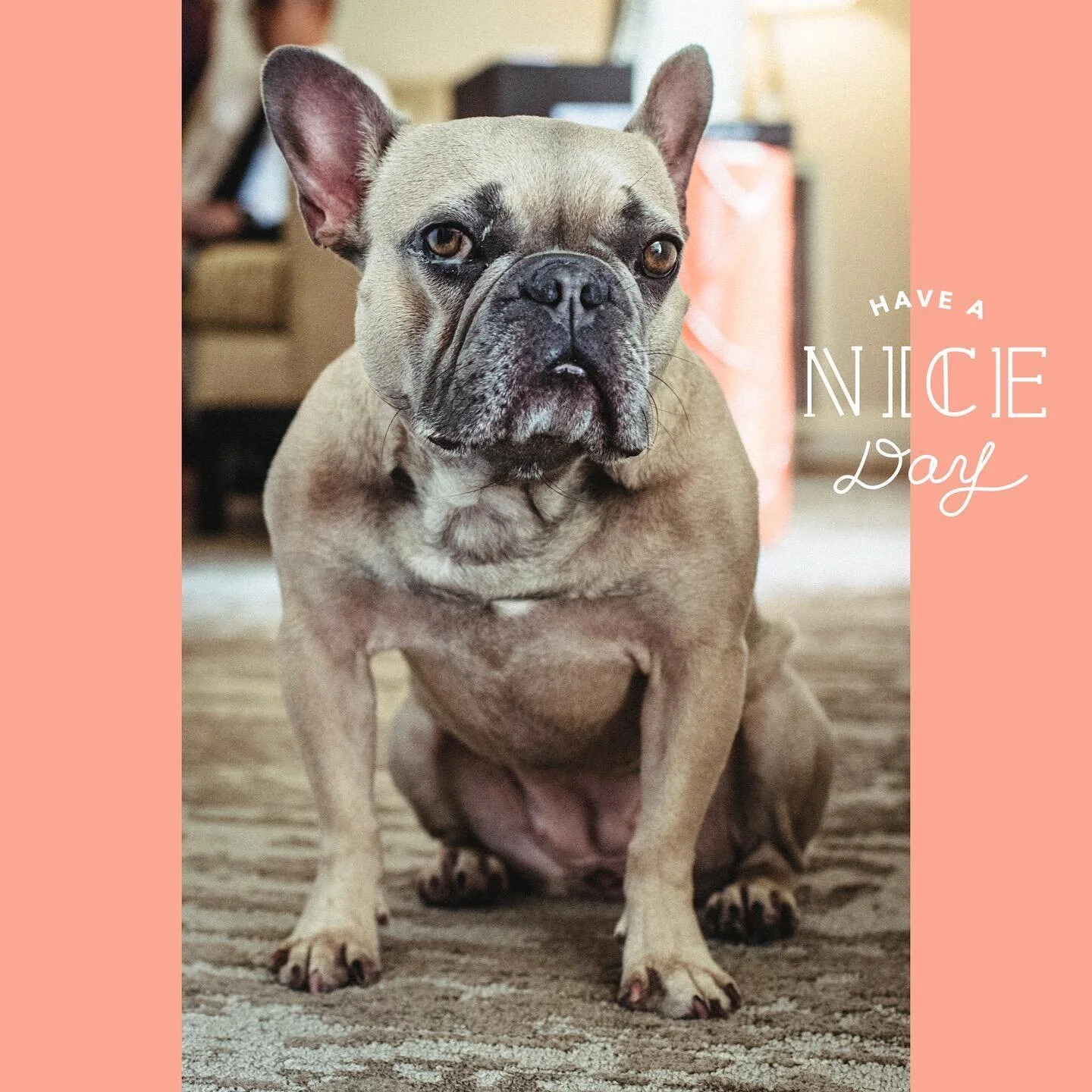 Have a nice rest of your day and evening. From your favorite #losangeles pet photographer.