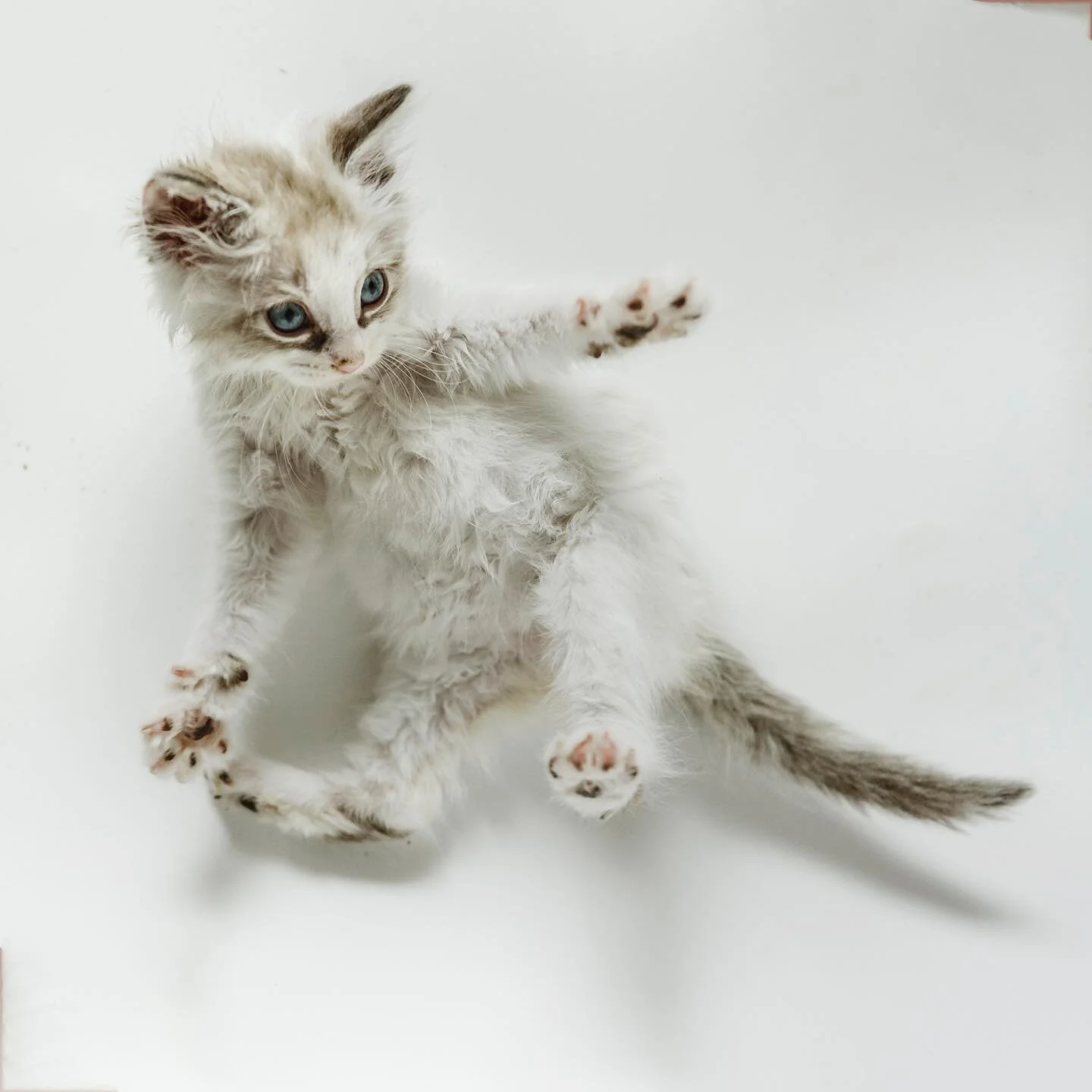 Just a Tuesday with Kittie Kittieloppolus. #losangelespetphotographer @yanasphotos