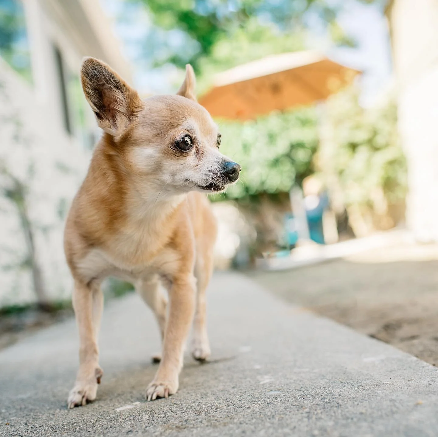 I am master of this place. Be nice or get out. 🐶 #chihuahua #losangelespets #losangeleschihuahua #ladogs #losangelespetphotographer