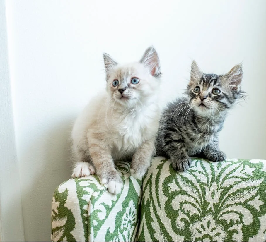 Leon & Elliott 😂 pt. 2 of 3 #thetinkertwins #kittens #catsofla #losangelespetphotographer