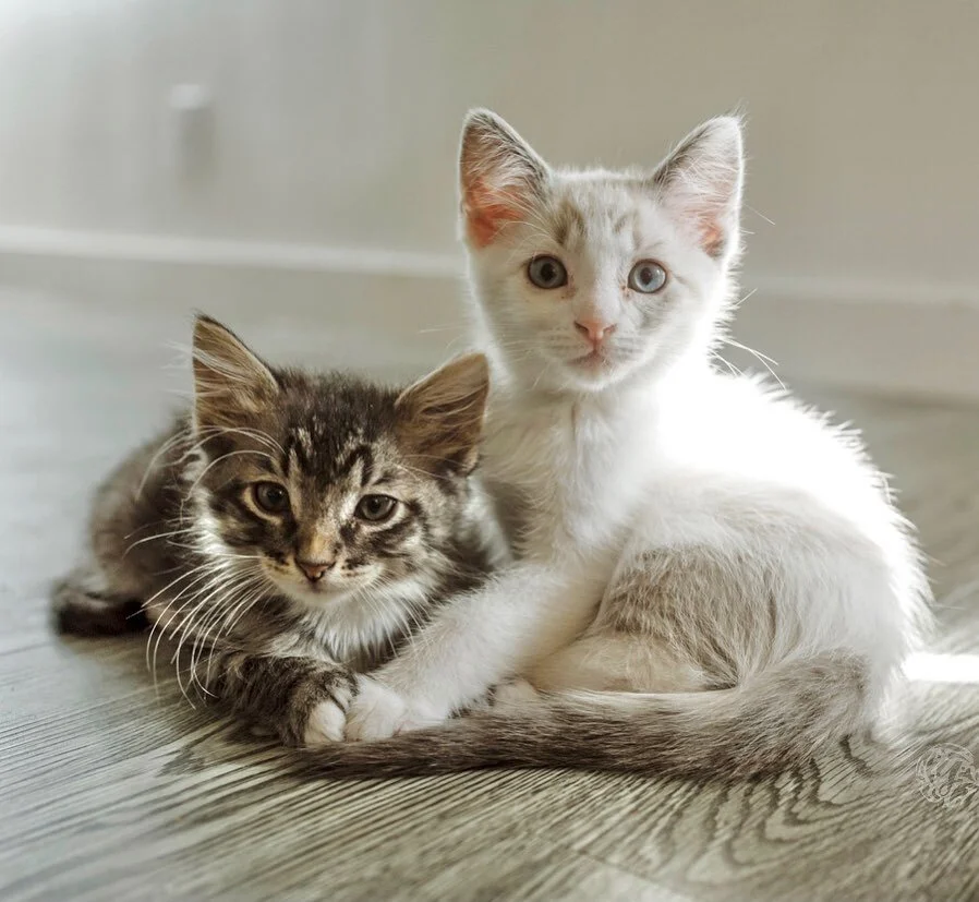 Leon & Elliott 😂 pt. 1 of 3 #thetinkertwins #kittens #catsofla #losangelespetphotographer