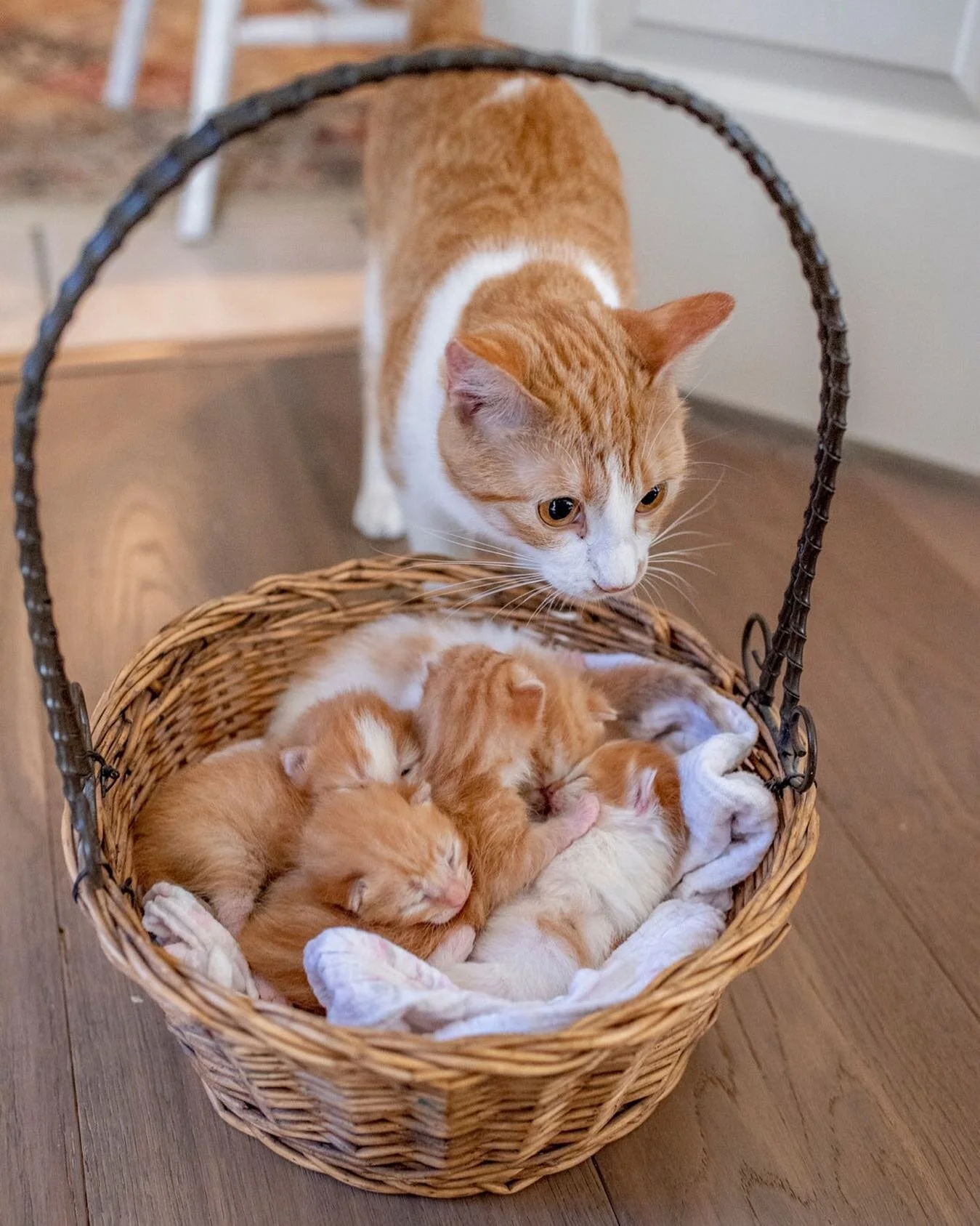 This little gem popped up in my @timehop app. Who else can use a basket of kittens? 🙋🏻‍♀️ #basketofkittens #kittens #losangelespetphotographer #catsofinstagram #catsofla