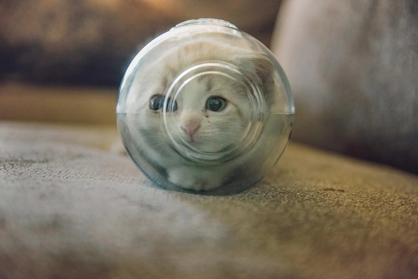 Can I hide in here until 2021? K thx
.
.
.
.
.
@losangelespetphotographer #losangelespetphotographer #catsofinstagram #catstagram #kitten #kitteninbowl #кошка #happy2021 #2020 #losangelescats #catsofla #losangelescatphotographer