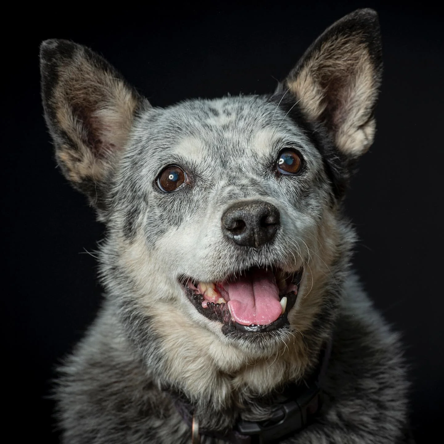 Lucy’s modeling days. Swipe right for behind the scenes of this look! (Note this was prior to the heat wave)
.
.
.
.
.
#australiancattledogclub #australiancattledog#blueheeler #heeler #cattledog #acd #heelersofinstagram #dog #heelergram #cattl