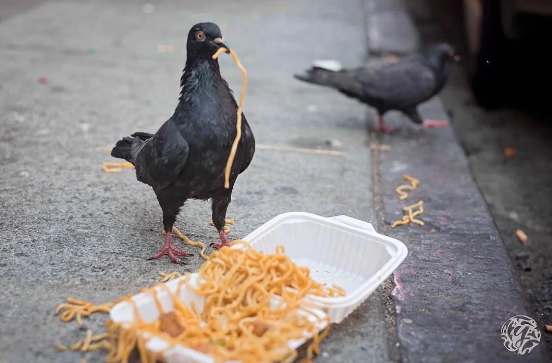 Flashback before Covid in Chinatown San Fran back when it was busy and pigeons had buffets / 📸 @losangelespetphotographer @yanasphotos 
.
.
.
.
.
#losangelespetphotographer #sanfrancisco #chinatown #noodles #pigeons #pigeon #birdsofinstagram #funnyb