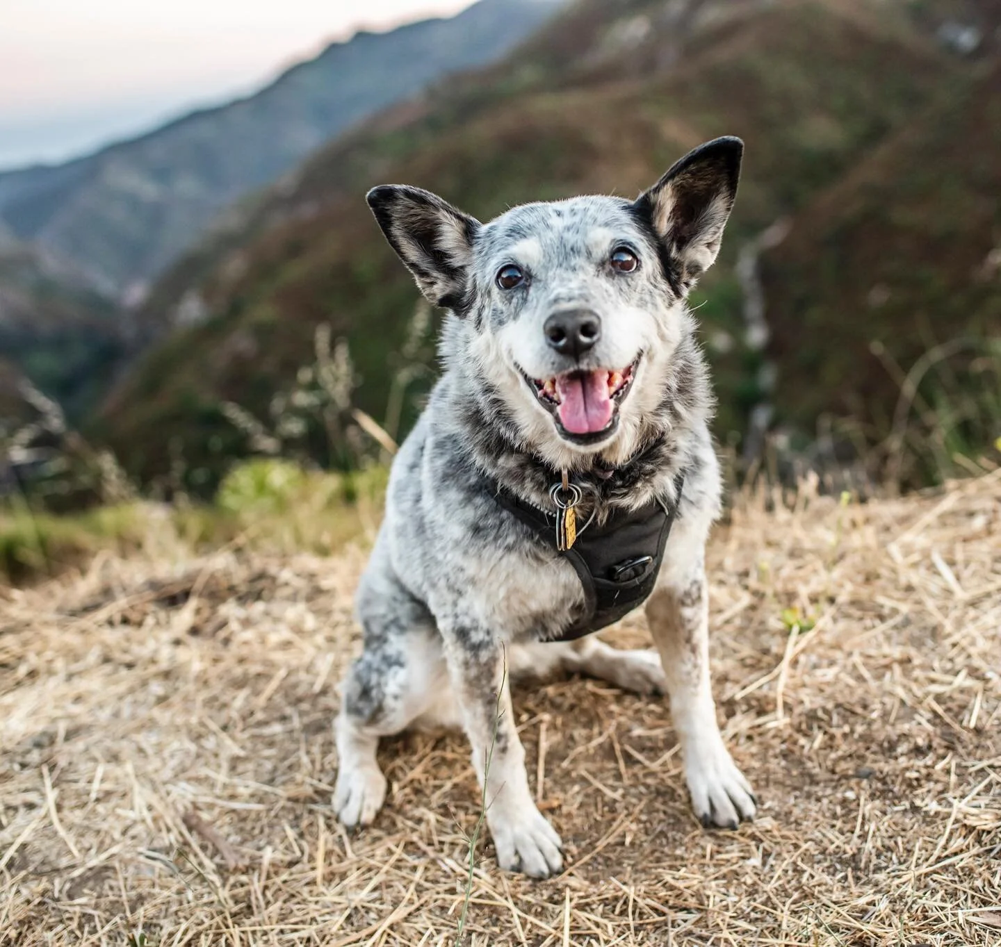 Happiness is a state of mind and Lucy doesn’t mind much. Makes sense? Didn’t think so. 
.
.
.
.
.
#australiancattledogclub #australiancattledog#blueheeler #heeler #cattledog #acd #heelersofinstagram #dog #heelergram #cattledogoutdoor #stu