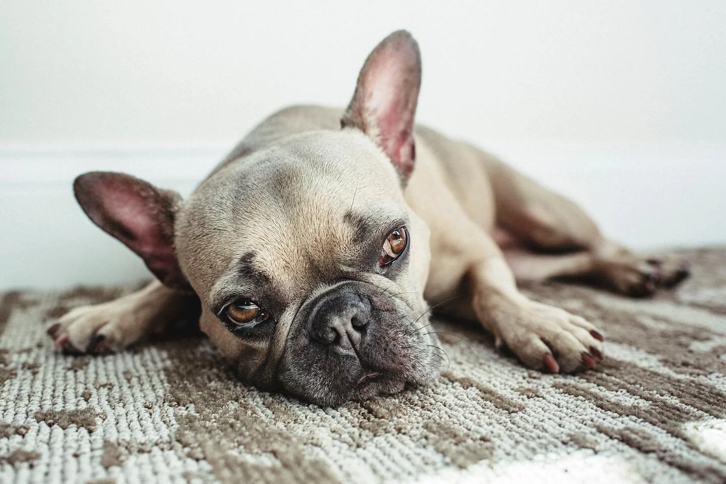Case of the Mondays 🐾 
.
.
.
.
.
.
#losangeles #losangelespetphotographer #animalsofinstagram #animalphotographer #dogsoflosangeles #dogsofla #ladogs #ladog #losangelesdogs #petphotographer #petphotography #dogphotography #frenchie #frenchbulldog #f