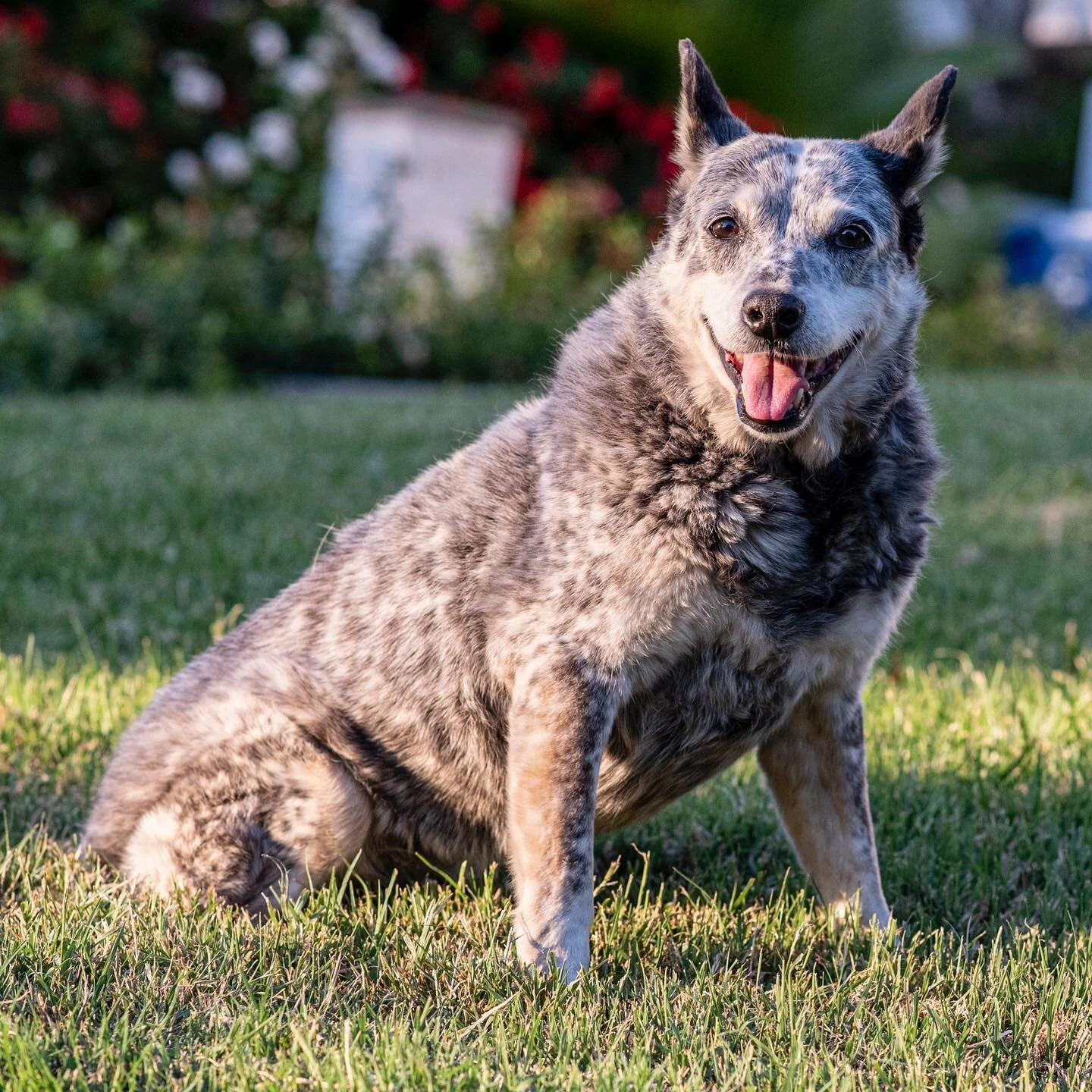 When Lucy smiles #dogportrait 
.
.
.
.
.
#australiancattledogclub #australiancattledog#blueheeler #heeler #cattledog #acd #heelersofinstagram #dog #heelergram #cattledogoutdoor #stumptailcattledog #heelersofinstagram #heelergram #cattledogs #hybridhe