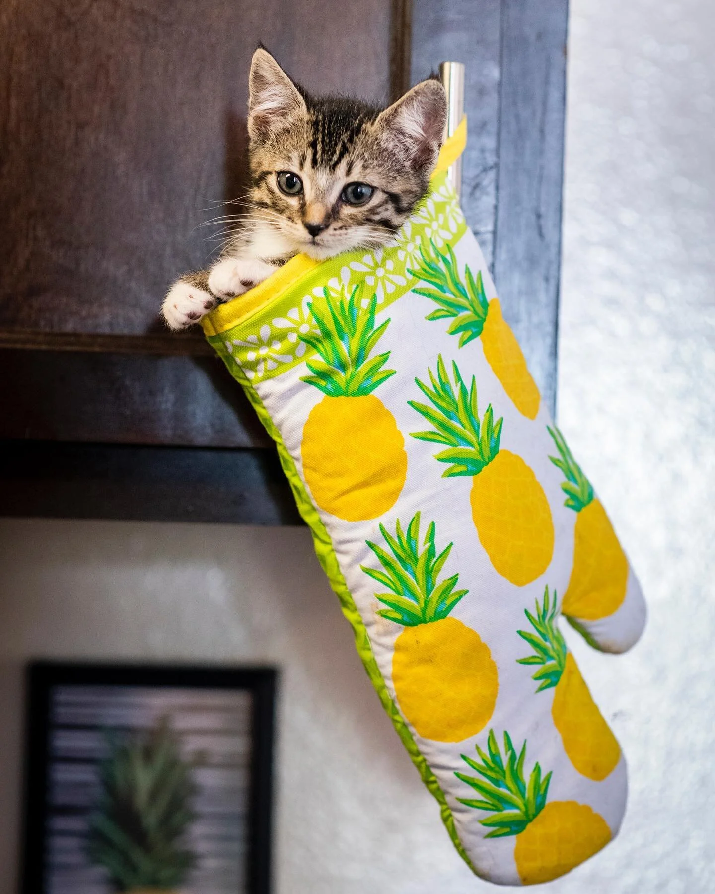 Hanging out .
.
.
.
.
#кошка #losangelespetphotographer #kitten #cutekittens #cat #catlover #losangelescats #instalove #meow #meowtastic#catsoftheday @cats_of_instagram #catsofinstagram #catloversclub
#cutekitten #kitten #kittenphoto #kitty #kittenph