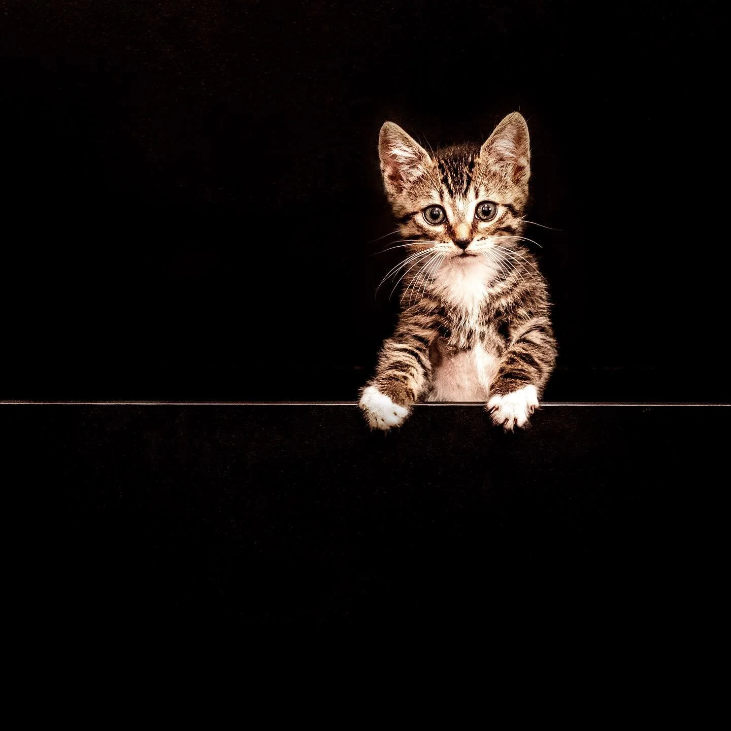 What day is it, anyway? / 📸 @yanasphotos /pictured here is Bronx @rachaelraerobertson ‘s little kitten found on the street and adopted and loved for. .
.
.
.
.
#кошка #losangelespetphotographer #babykitten #cat #catlover #rescuecat @cats_of_in