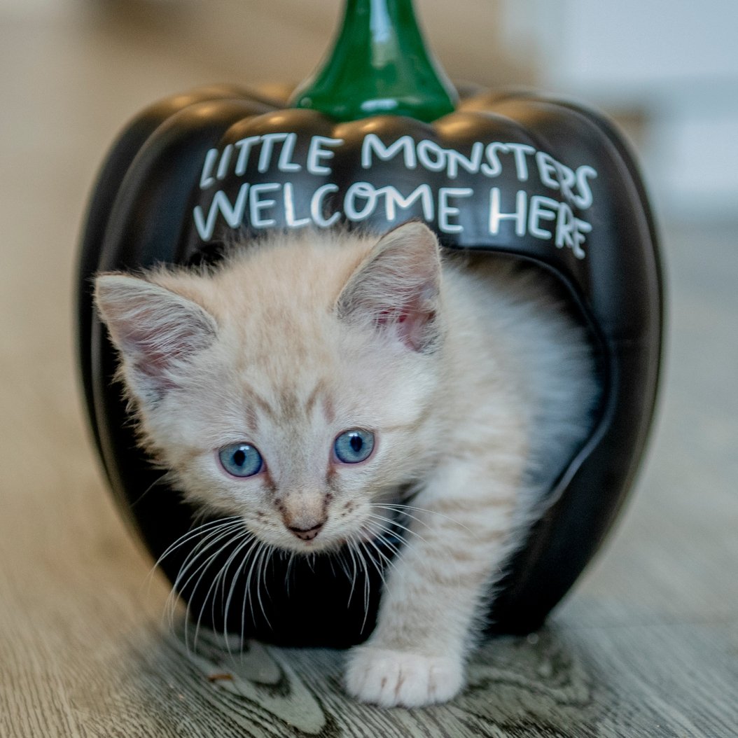 DSC_9463-Halloween-kittens-Yana's Photos-Los-Angeles-Pet-Photographer.jpg