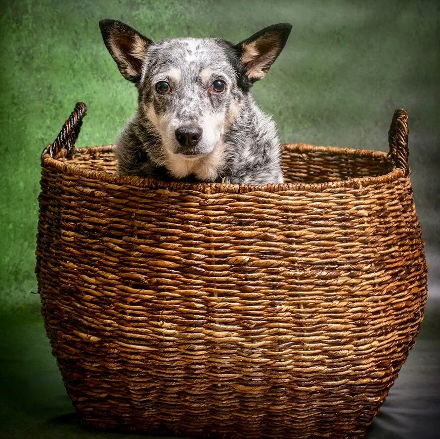 Ready for some cool photos of your pet? Look no further! Private studio above pet shop @ corner of Woodman and Ventura Blvd. #shermanoaks #shermanoaksdogs #australiancattledogclub #losangelespetsitter #ladog #ladogs #australiancattledog#blueheeler #h
