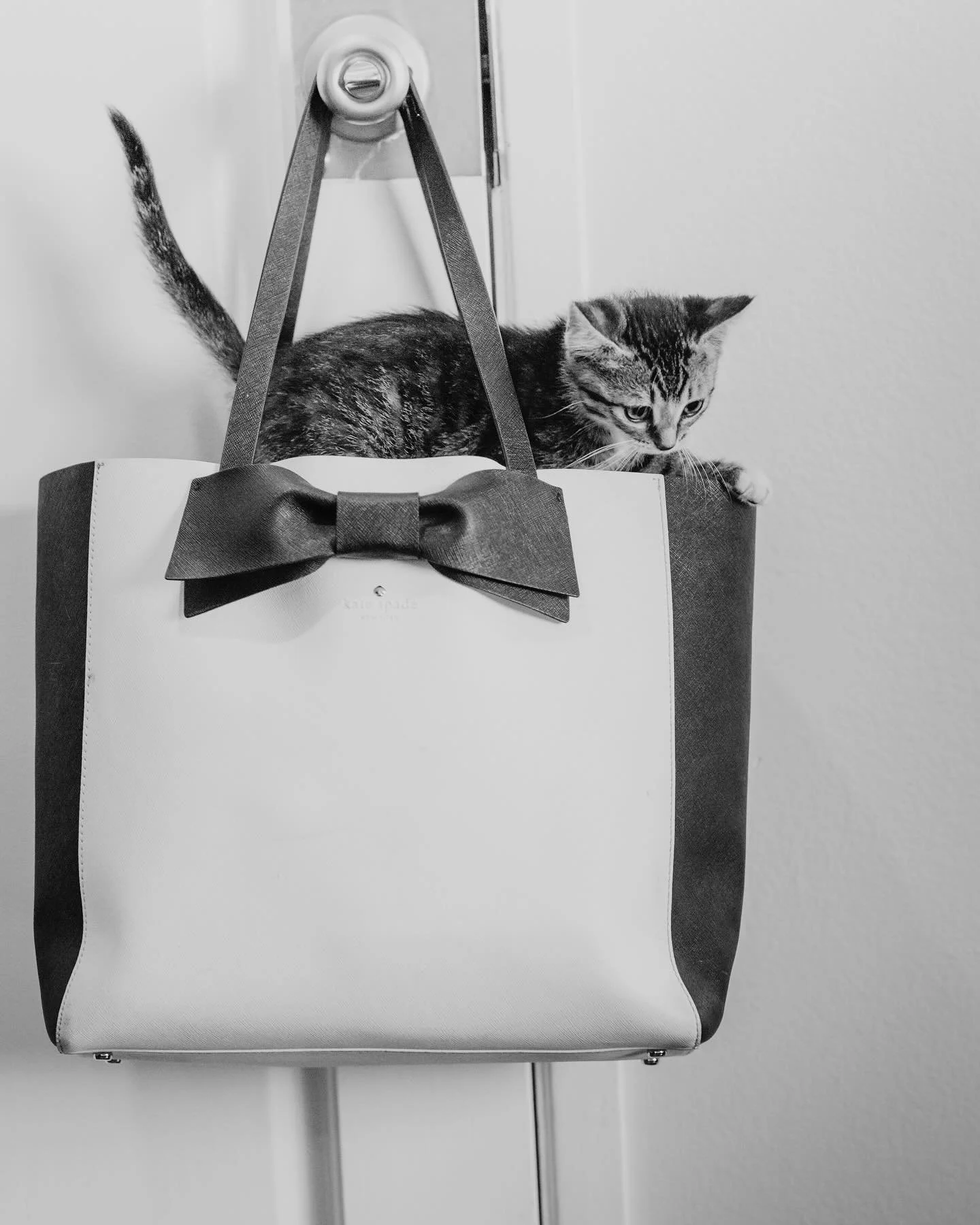 Look who I found! Come on by and bring your pets to our studio right above the pet shop! #losangelespetphotographer #losangelescatphotographer #la #losangeles #malibupetphotographer #losangelesgroomer #lakitty