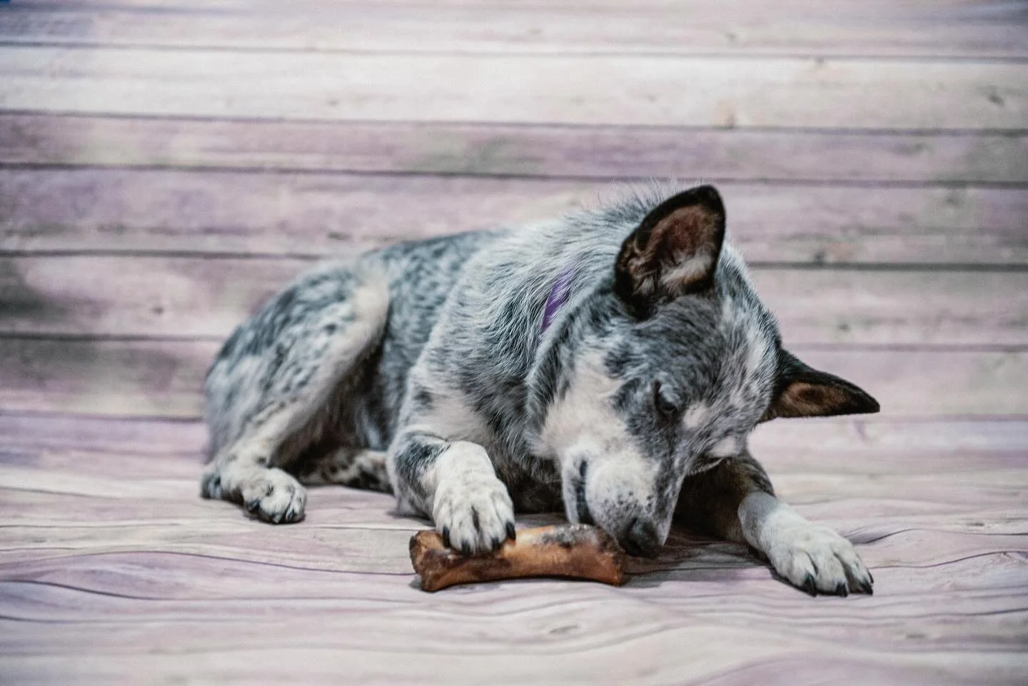 Private Photo studio above pet shop @ corner of Woodman and Ventura Blvd. #shermanoaks #shermanoaksdogs #australiancattledogclub #losangelespetsitter #ladog #ladogs #australiancattledog#blueheeler #heeler #cattledog #heelersofinstagram #heelergram #c