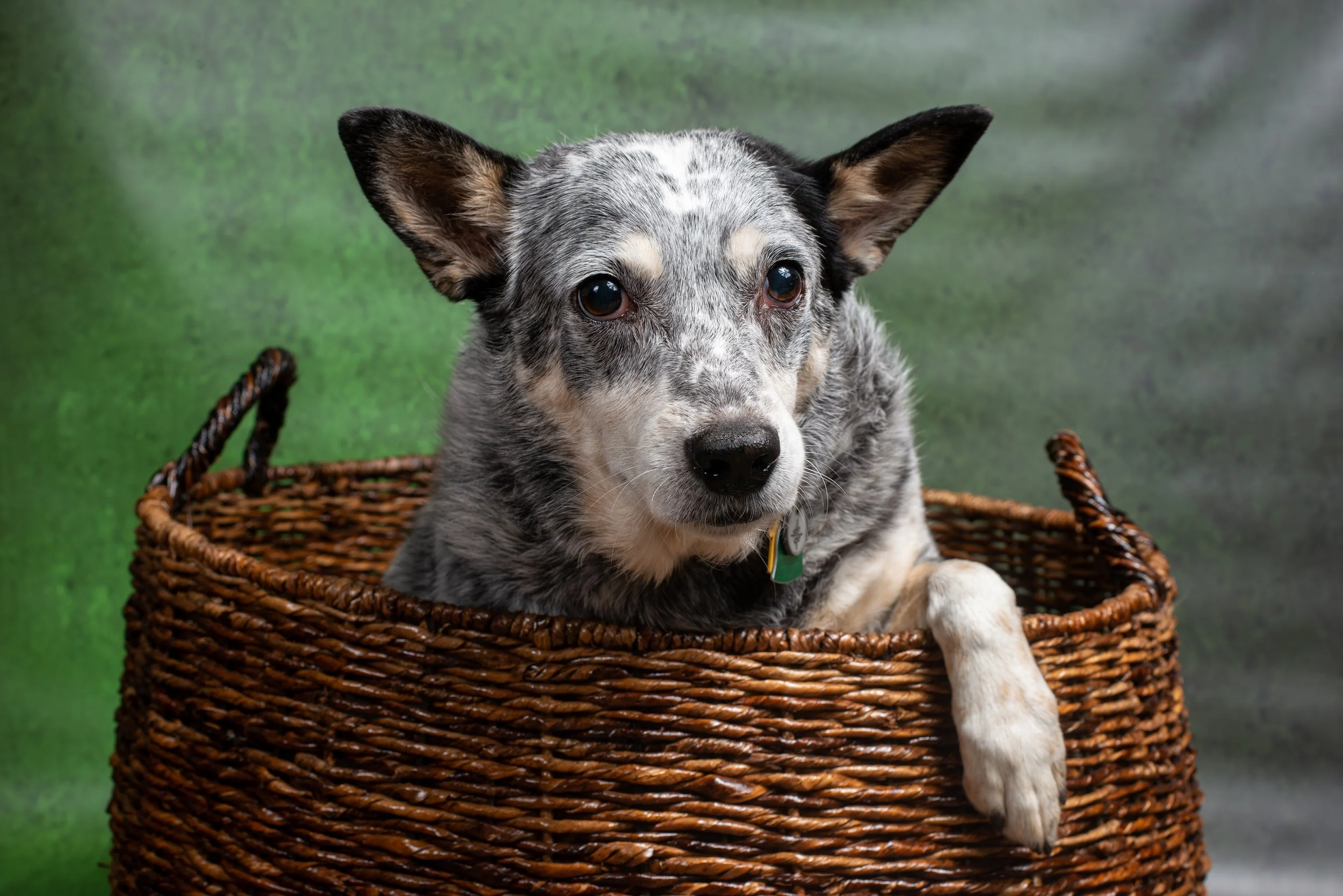 Pet Portraits for the holidays - Pop up in Sherman Oaks