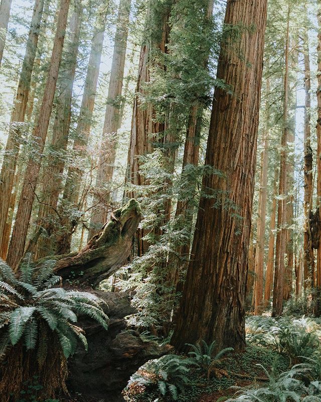 Swipe to see a small human in the Redwoods