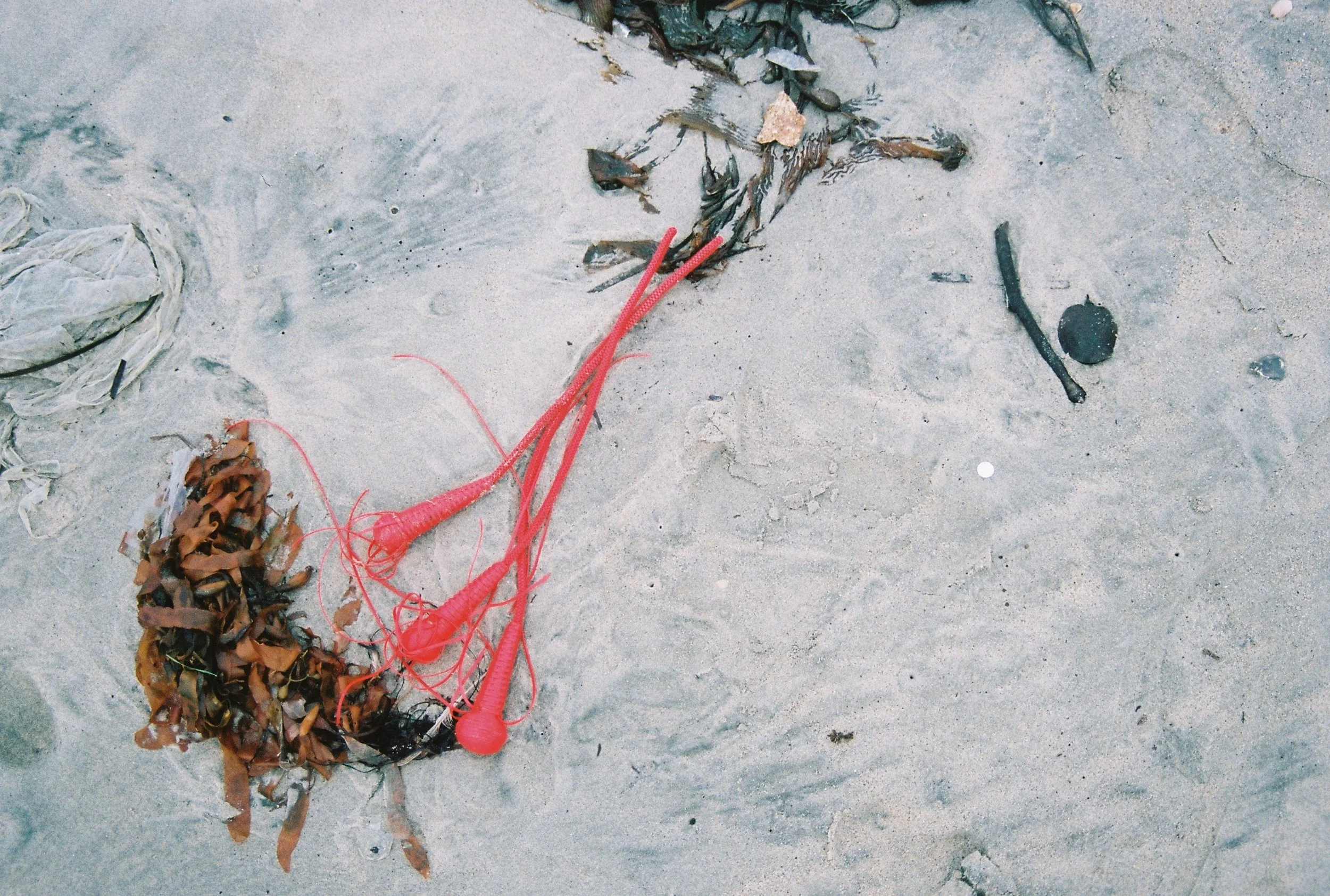  free love, 2024  Film Photograph  6" W x 4" H  Tunmi Da Silva  ©  