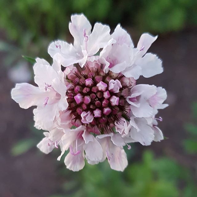 On my last visit to @thebutchartgardens I picked up some scabiosa seeds because they were one of my favorite features. I planted them inside in late spring and transplanted outside in June. I have barely looked at them since, and today they finally s