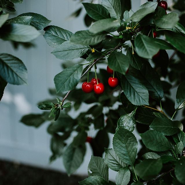Did know you can grow cherries in #yeg ? With a little patience, your family can enjoy fresh, semi-sweet, cherries every summer!
Ask me how... @indigogardenyeg 
Photo by @elizabethmsegura 
#yeg #yeggarden #indigogardens #yegfruit #cherrytrees #evansc