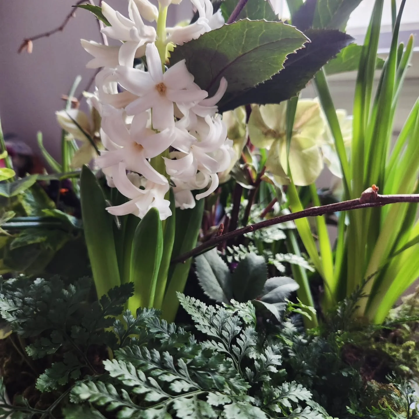 Alberta has had a lovely (in fact, too warm) February so far. There should be more winter, and hopefully a lot more snow for southern Alberta, in store before real spring is here. But in the meantime, we can pretend with indoor planters, limited seed