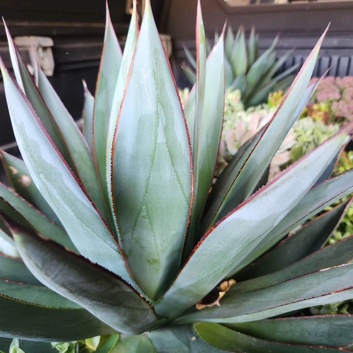 Maybe it's because I adore M&eacute;xico and have so many fond memories there, but these agave give me great joy every time I see them. So grateful to the clients that gave us free reign to create these massive succulent planters this year; they cert