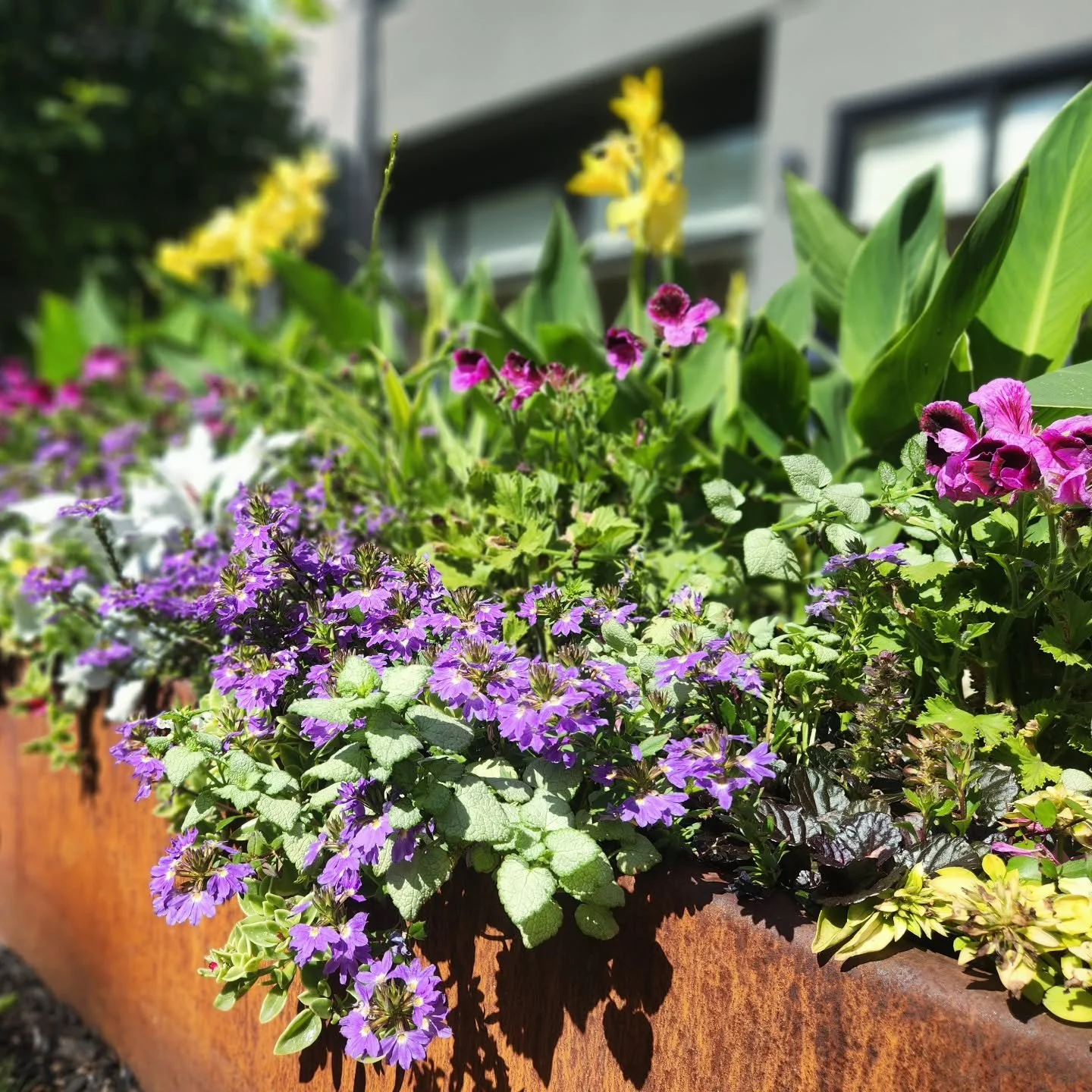 August has the plants spilling over their containers, the bees buzzing happily through the gardens, and thanks to some strange weather, some things seem to be getting ready for dormancy. But it's far too soon to call it! Summer is technically another