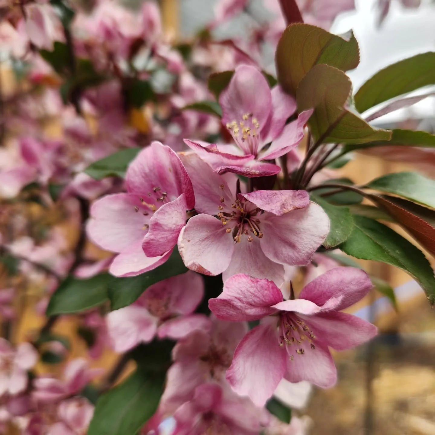 The weather is still cool, but my goodness the apples have put on a show this year! What is your favorite spring blooming tree? I am usually more drawn to the simple, airy white flowers of my very old apple tree, but the pink, frilly blossoms on my n