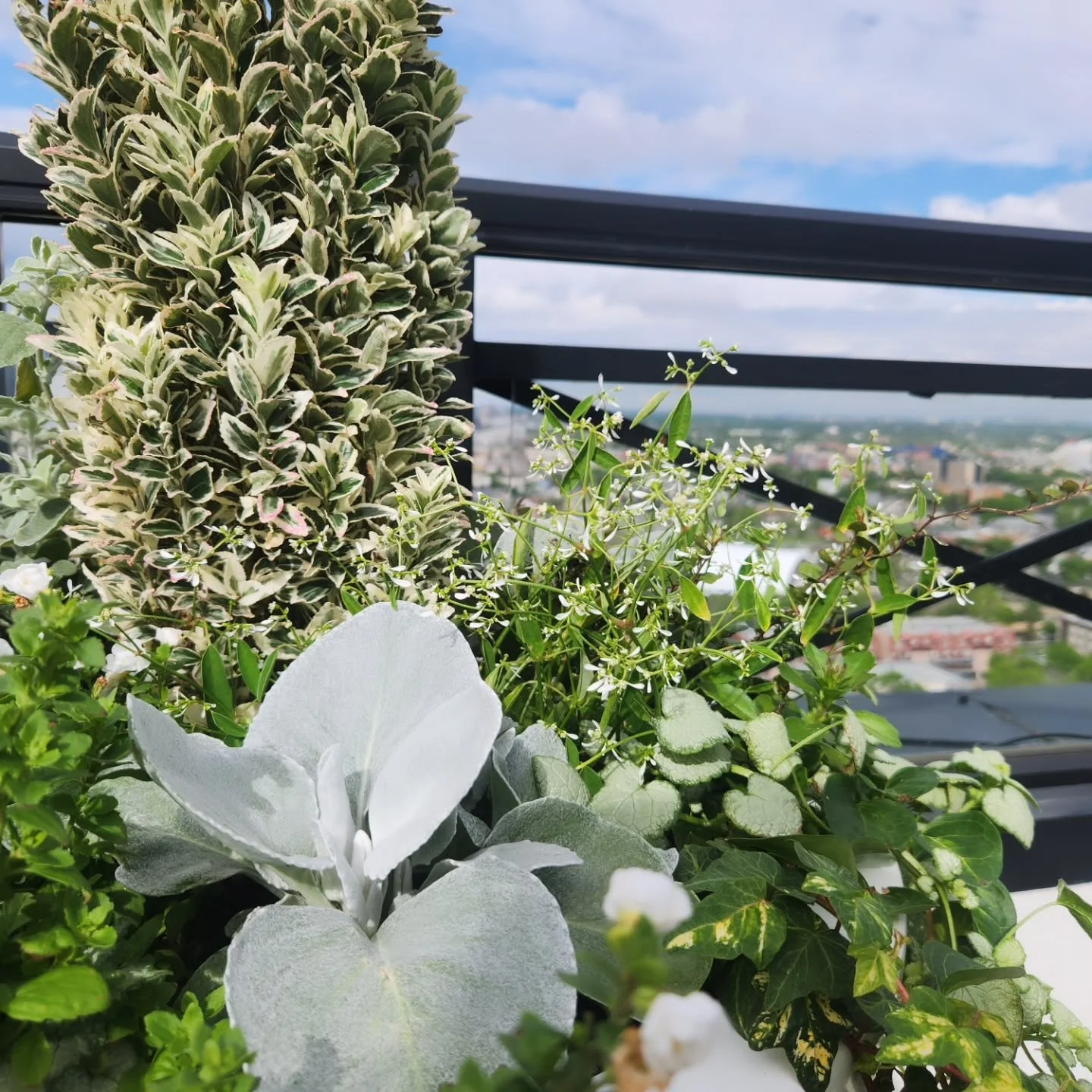 Two weeks old, and already filling in beautifully. These are for a wonderful client who loves white, green, bold and interesting texture. Curating her rooftop gardens and planters over the years has been a great joy! Can't wait to see how this rendit