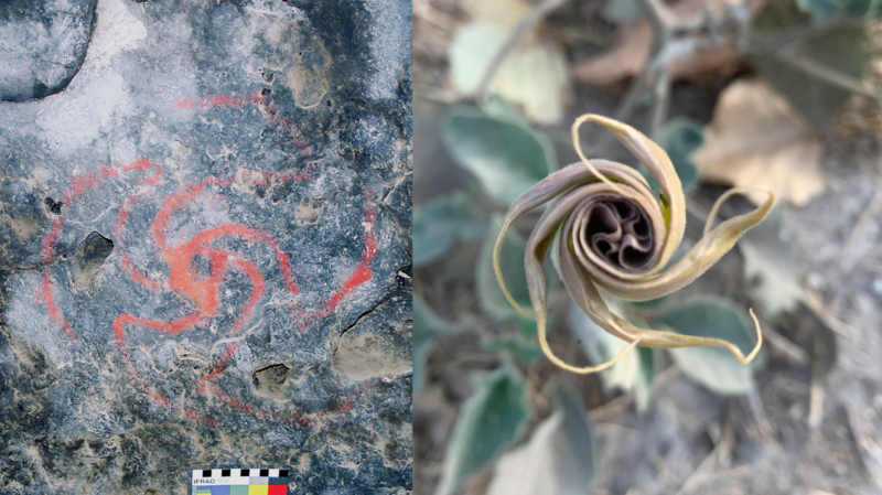 Rock art in a California cave was a visual guide to hallucinogenic plants