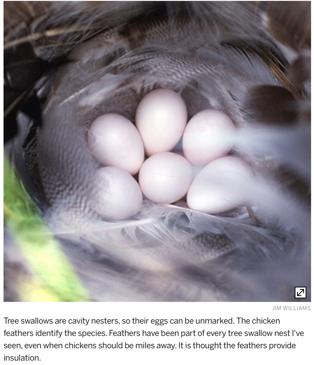Why are some bird eggs blue and some speckled? — Disqus Refugees