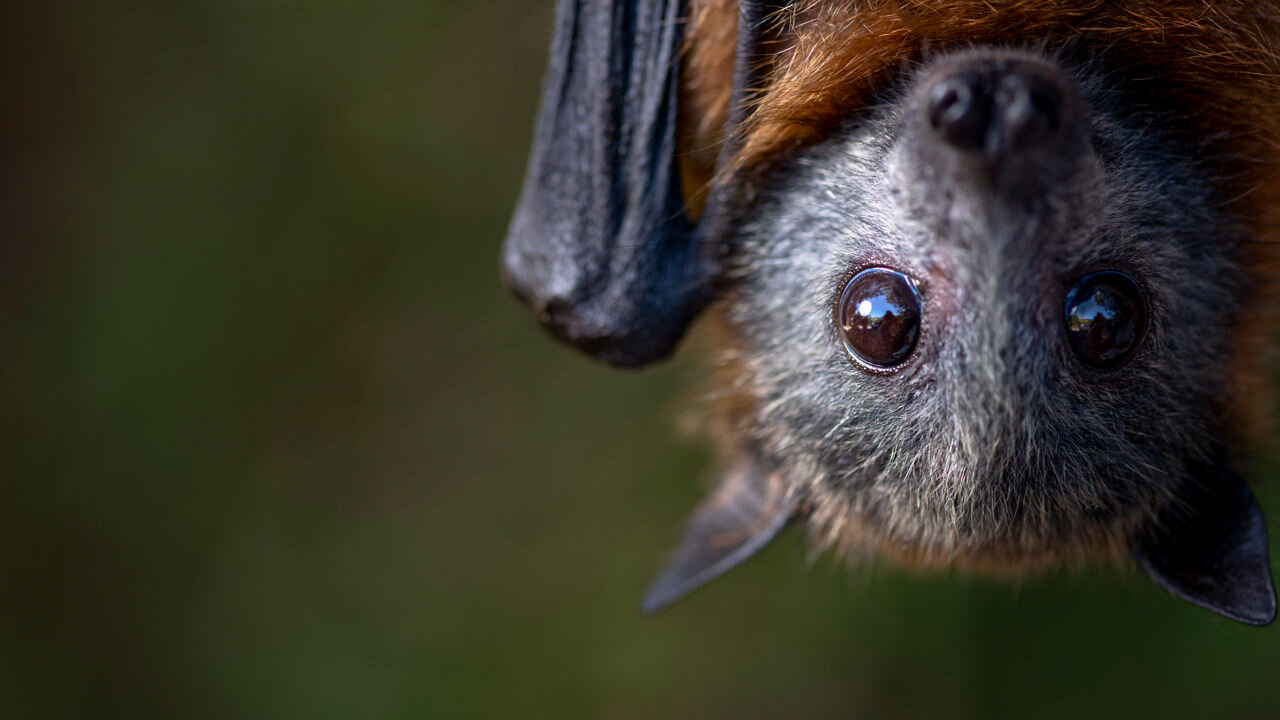 Could bats hold the secret to healthy aging?